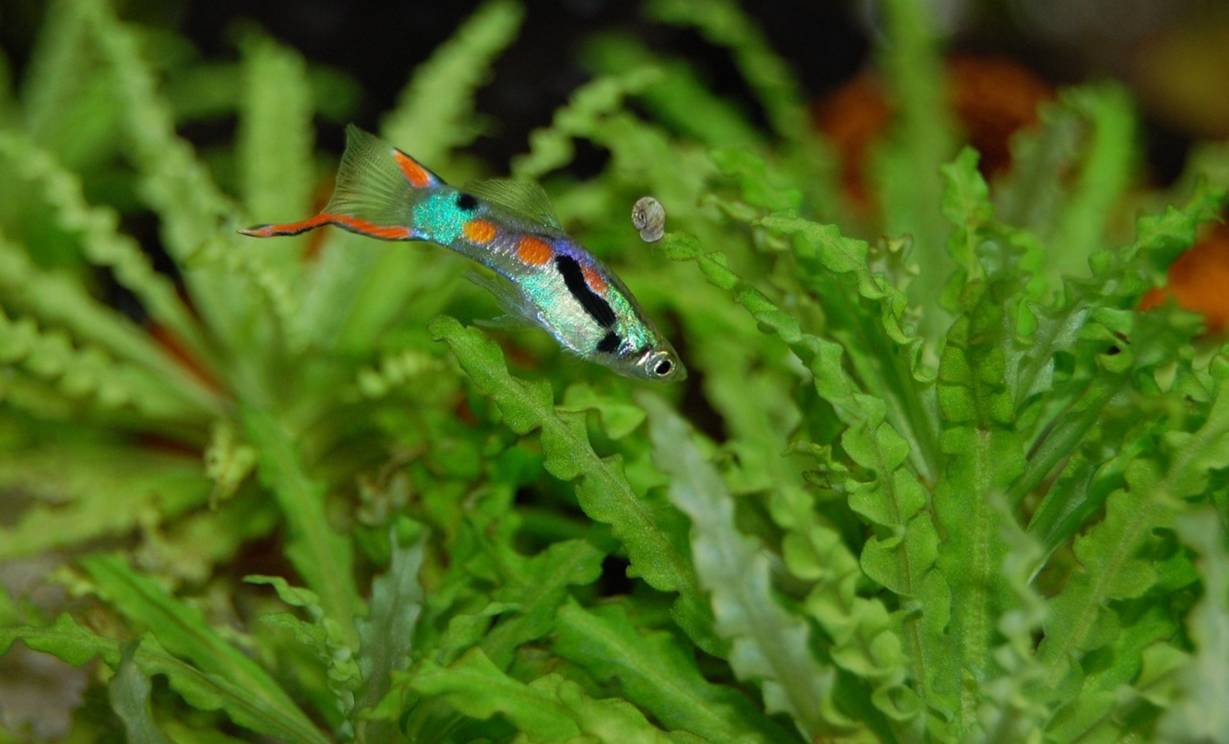 baby guppy fry swimming baby guppy fry swimming