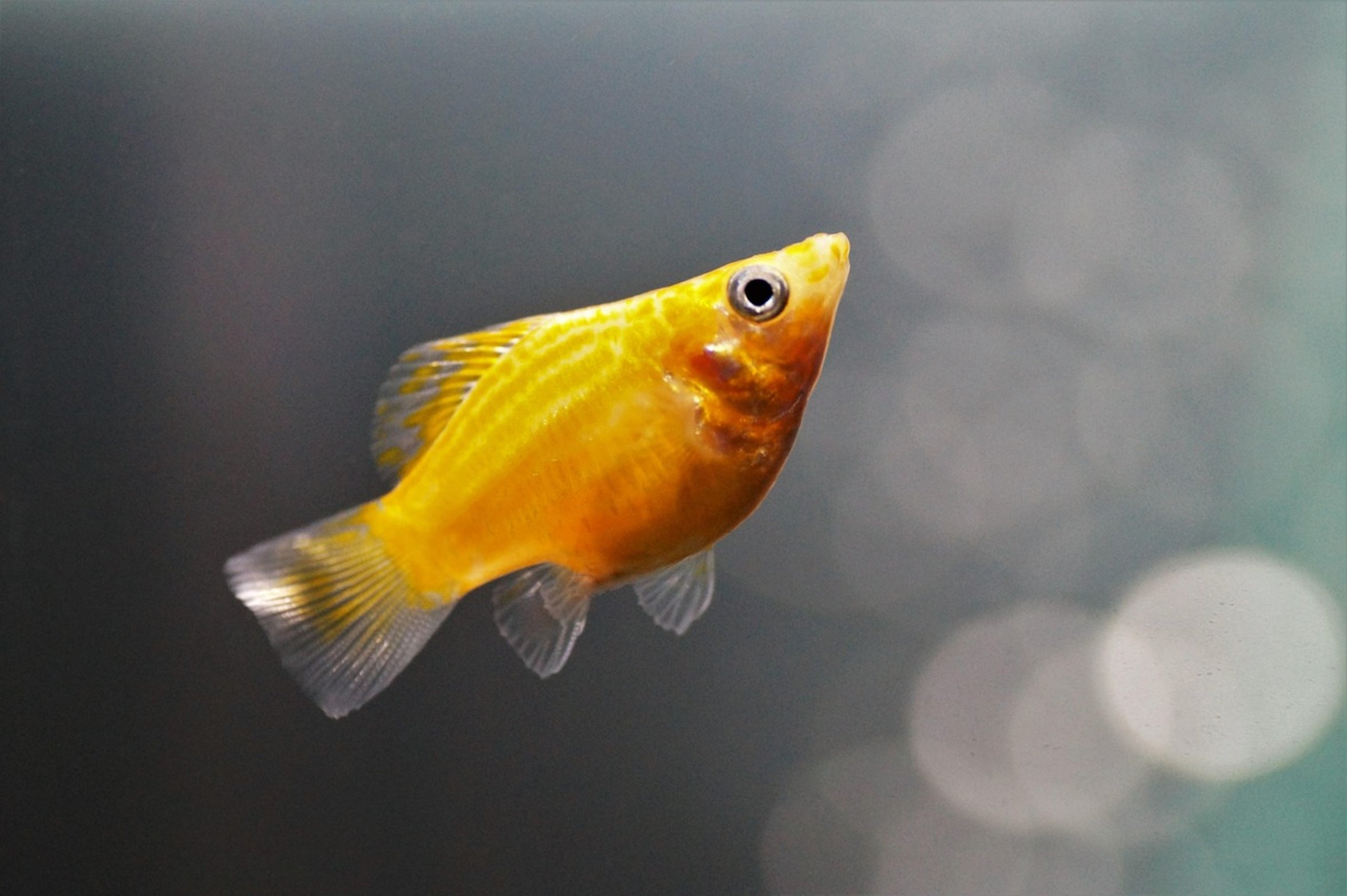 balloon molly fish balloon molly fish