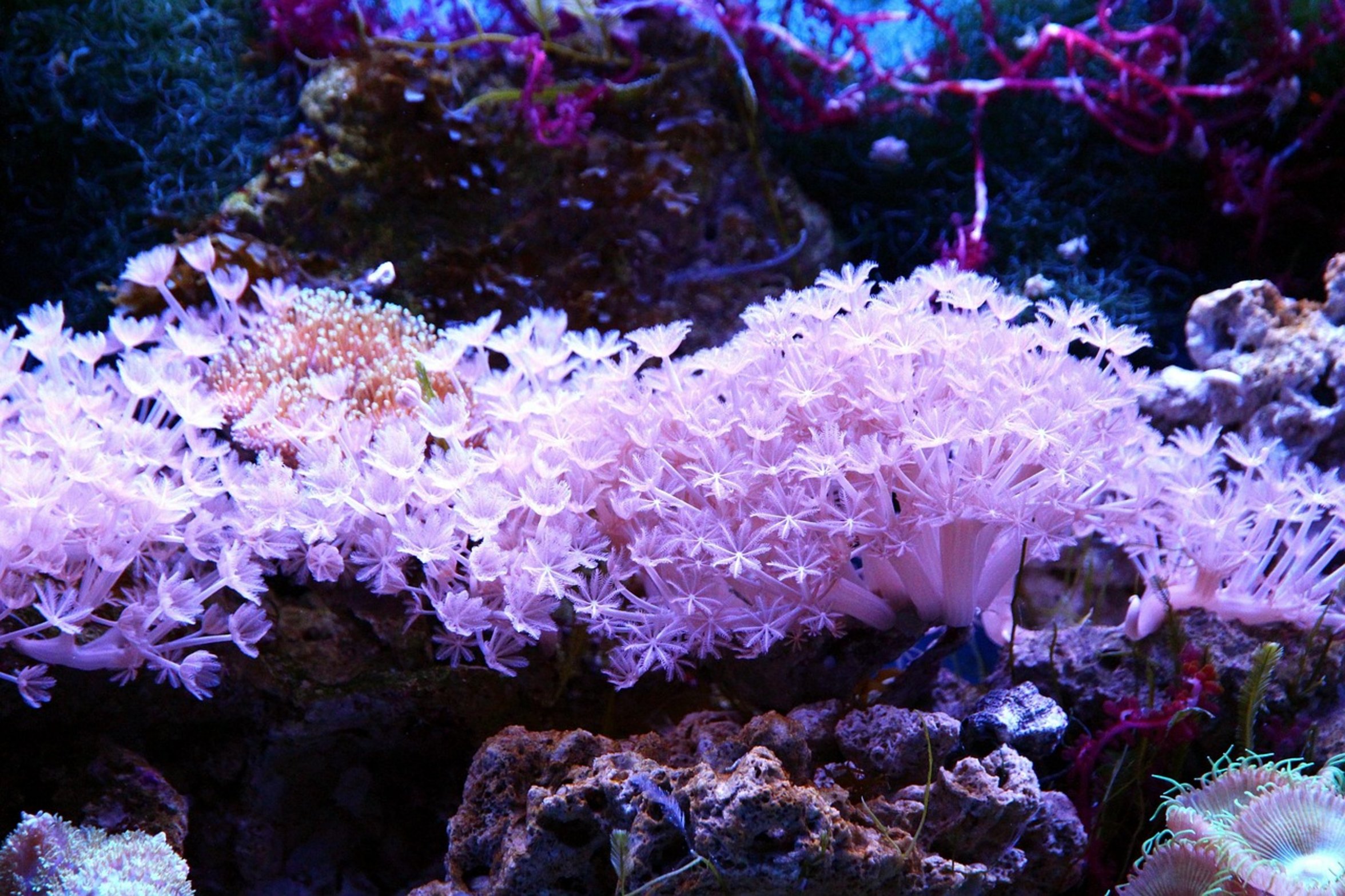 bare bottom aquarium bare bottom aquarium