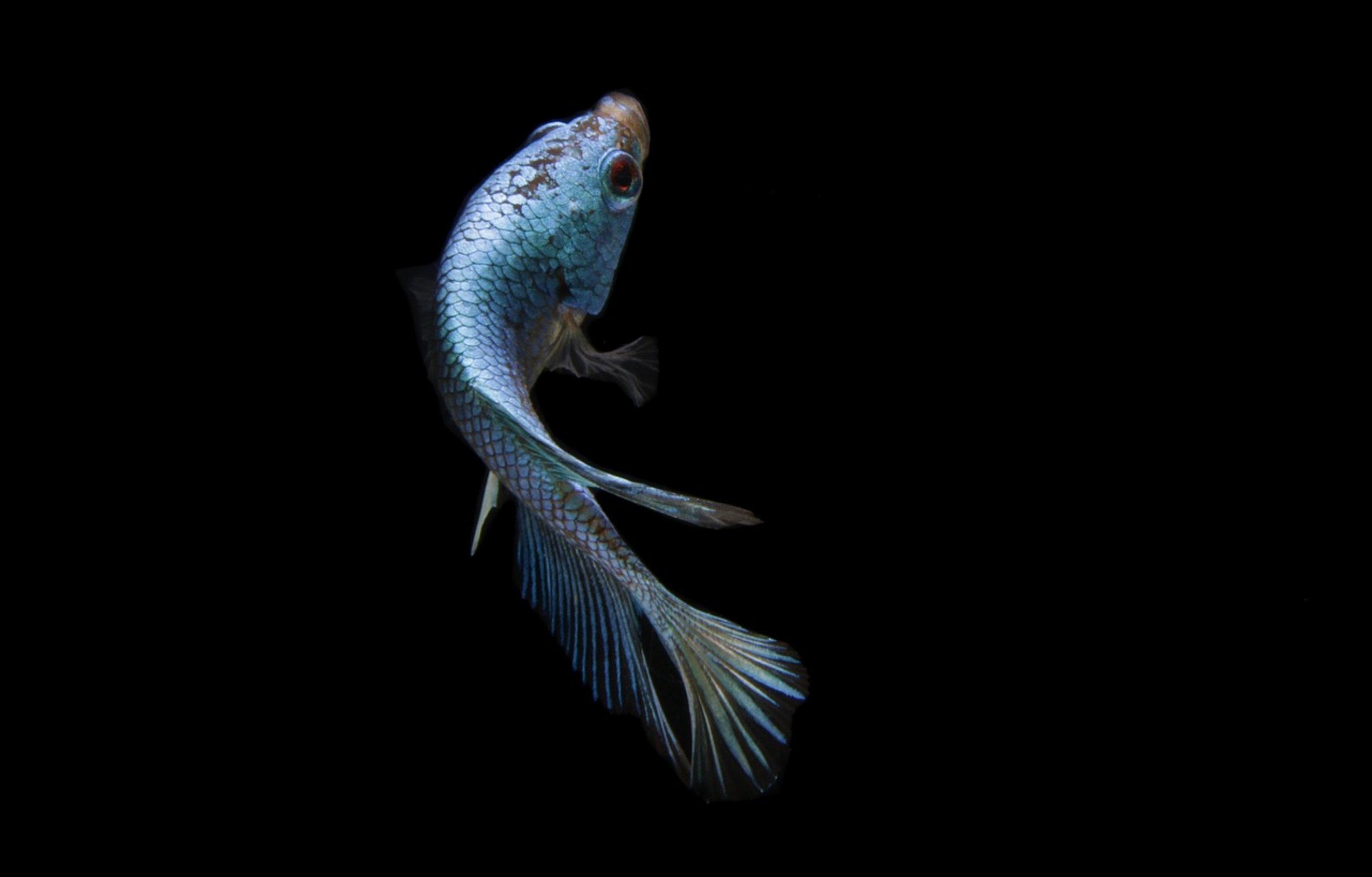 betta fish breathing surface betta fish breathing surface