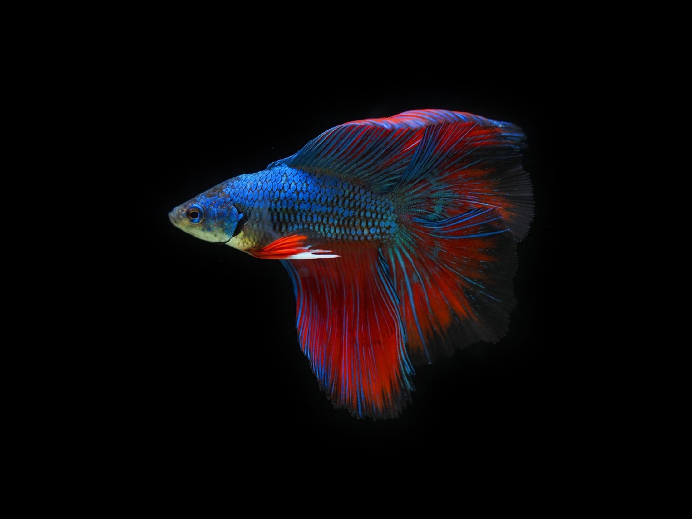 betta fish food betta fish food