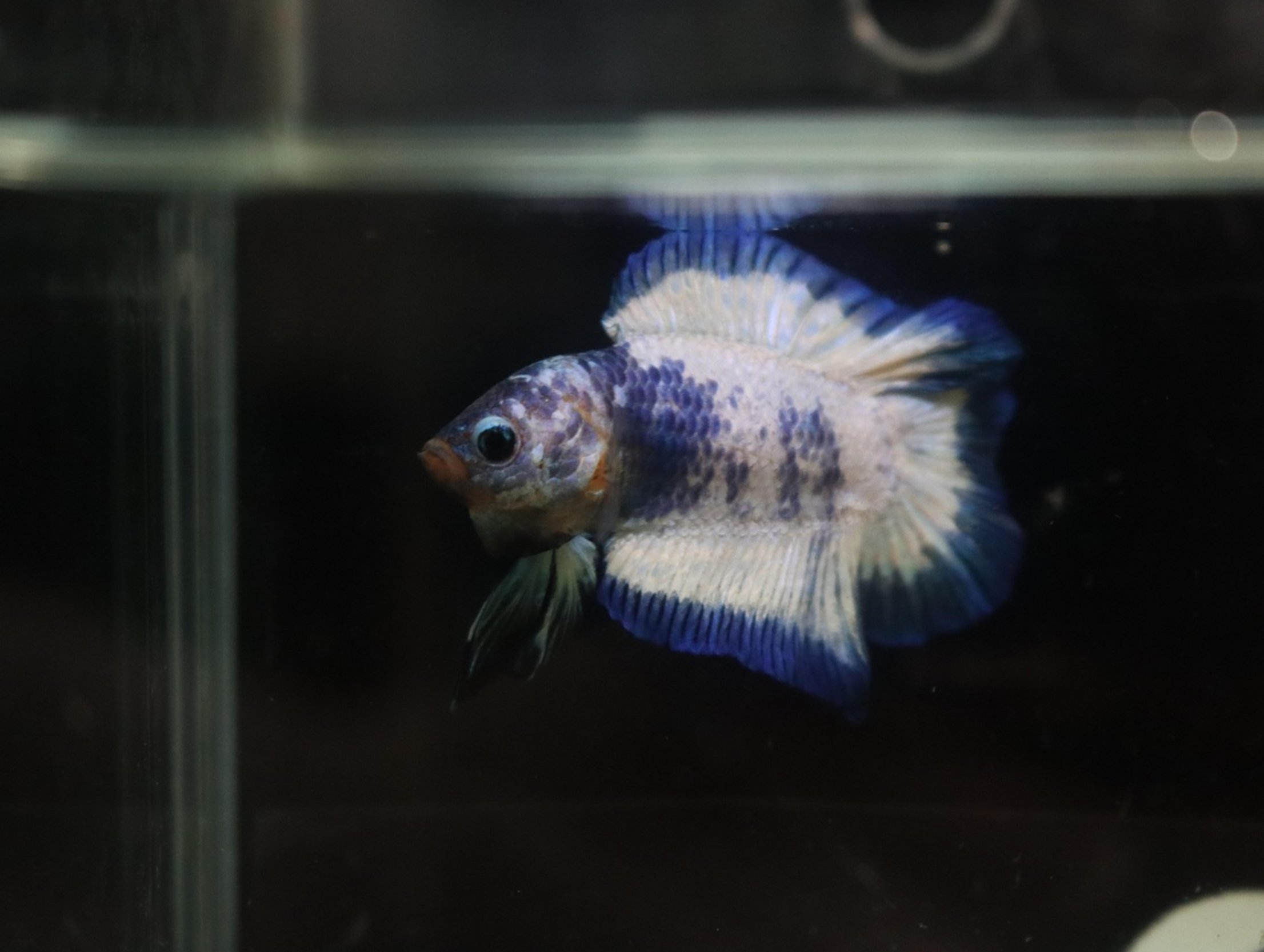 betta fish gills betta fish gills