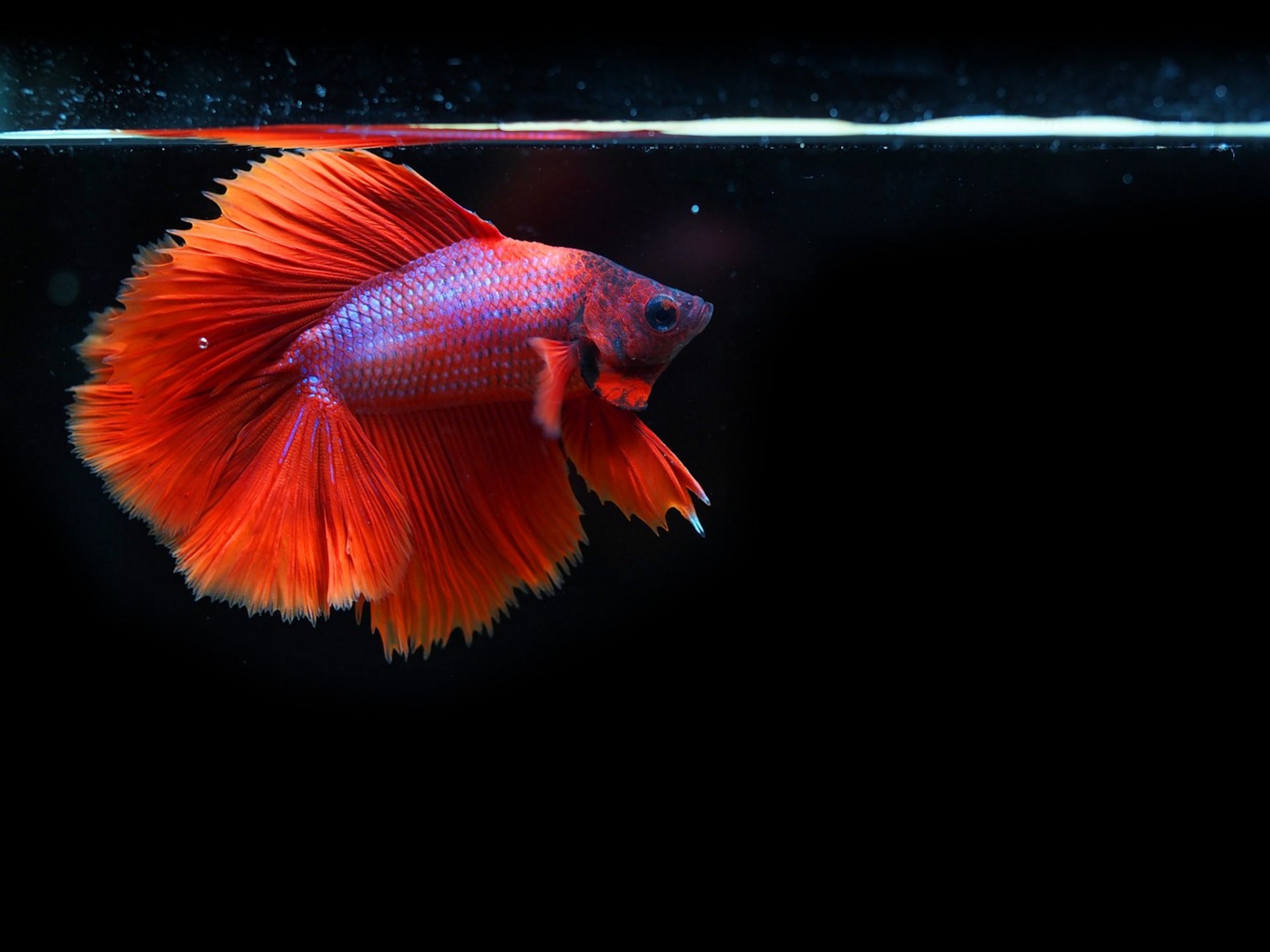 betta fish in bag betta fish in bag