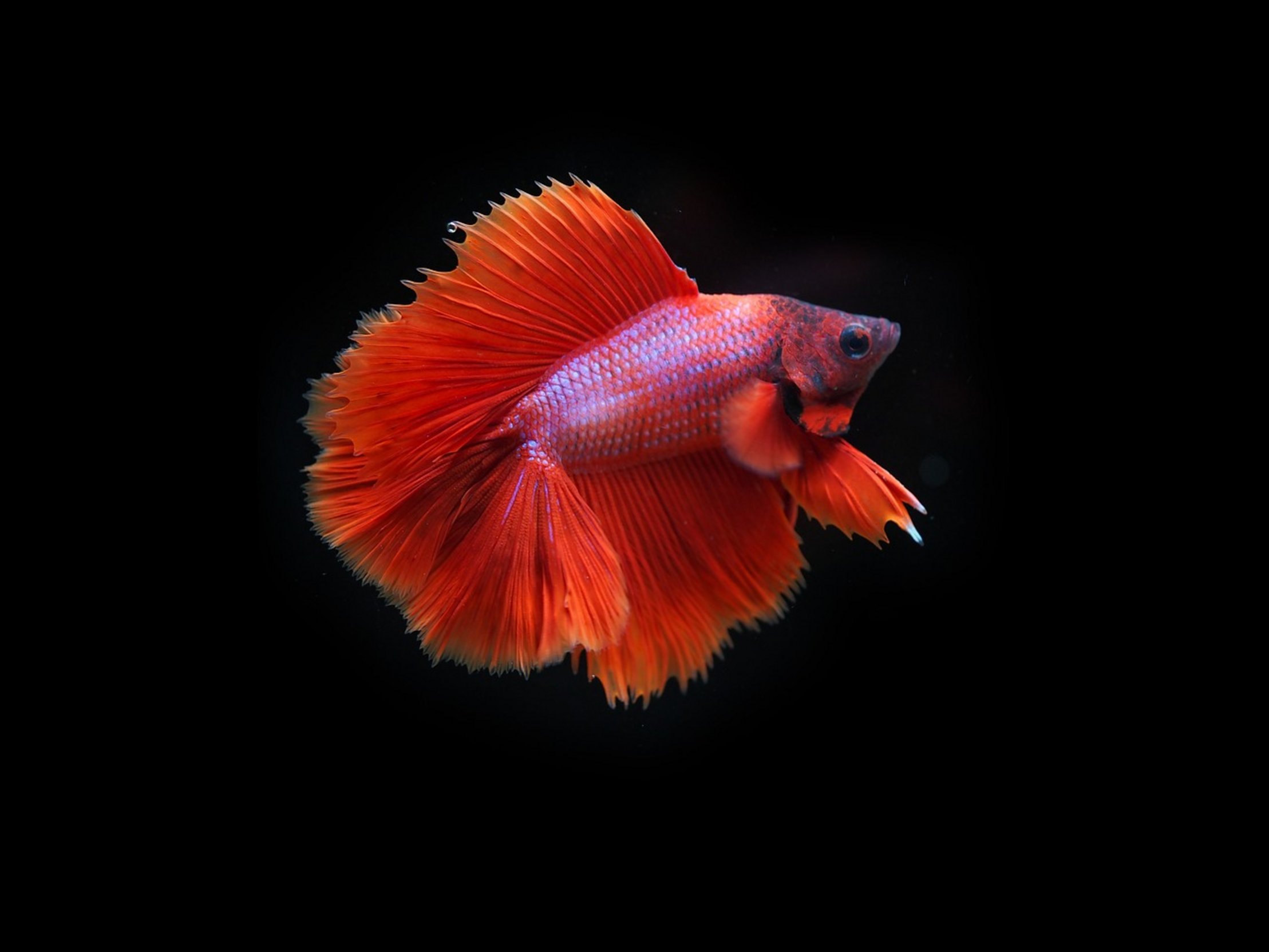 betta fish in tank betta fish in tank