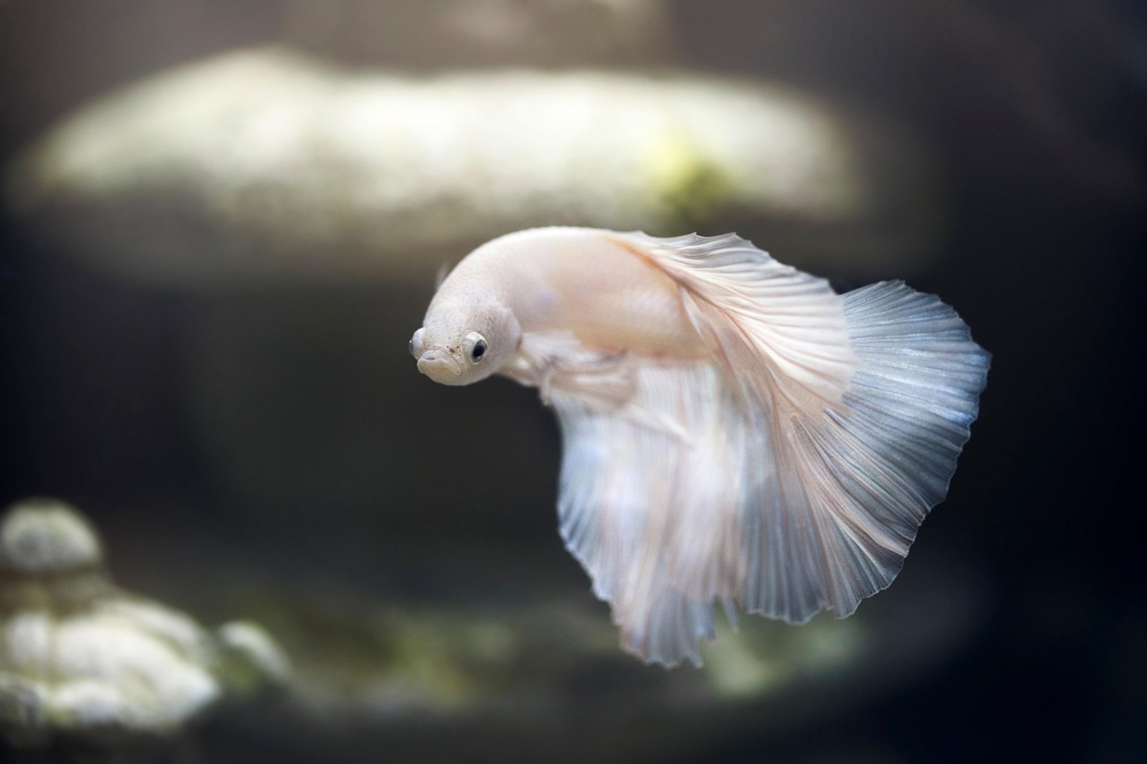 betta fish tank food betta fish tank food