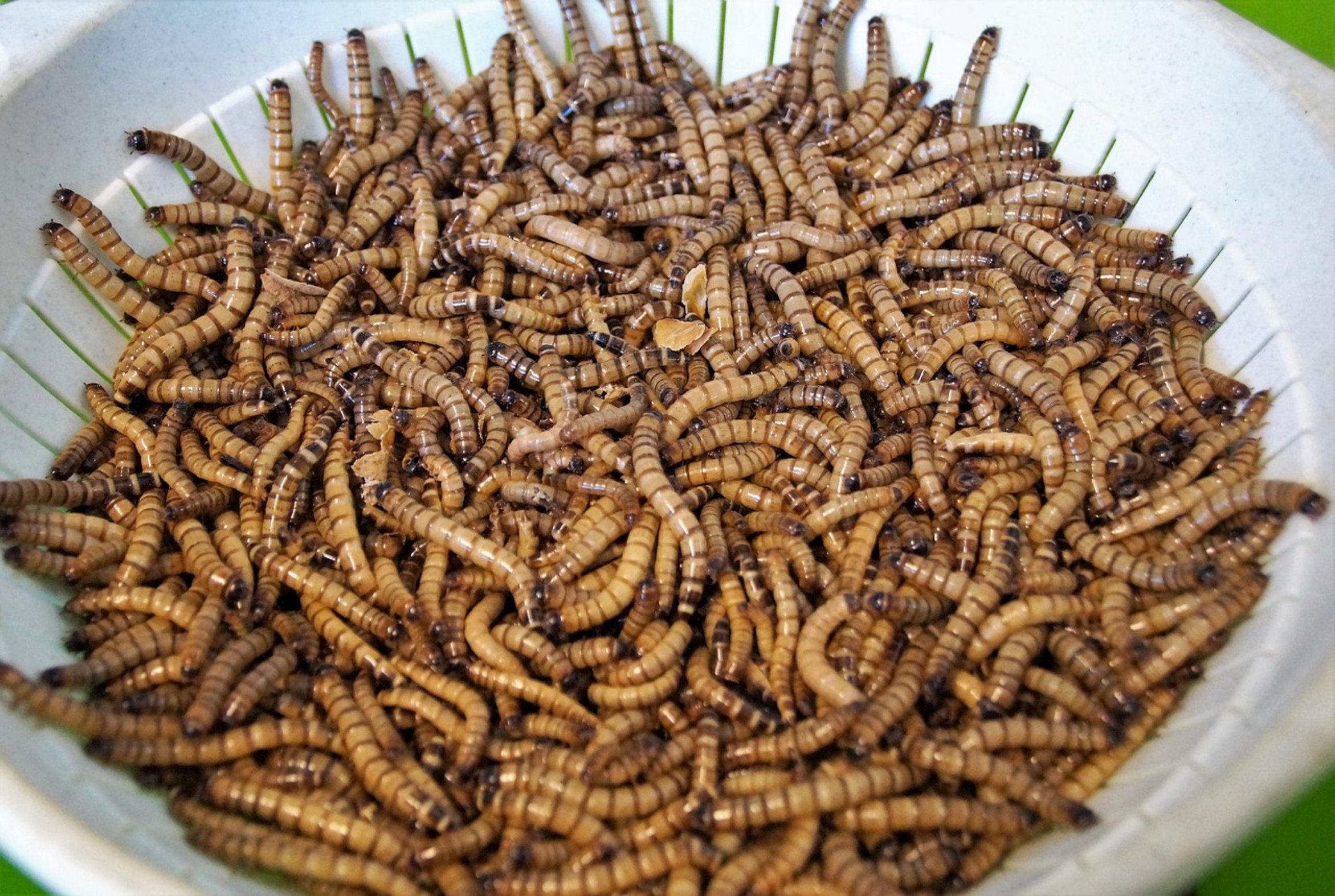 blood worms frozen food blood worms frozen food