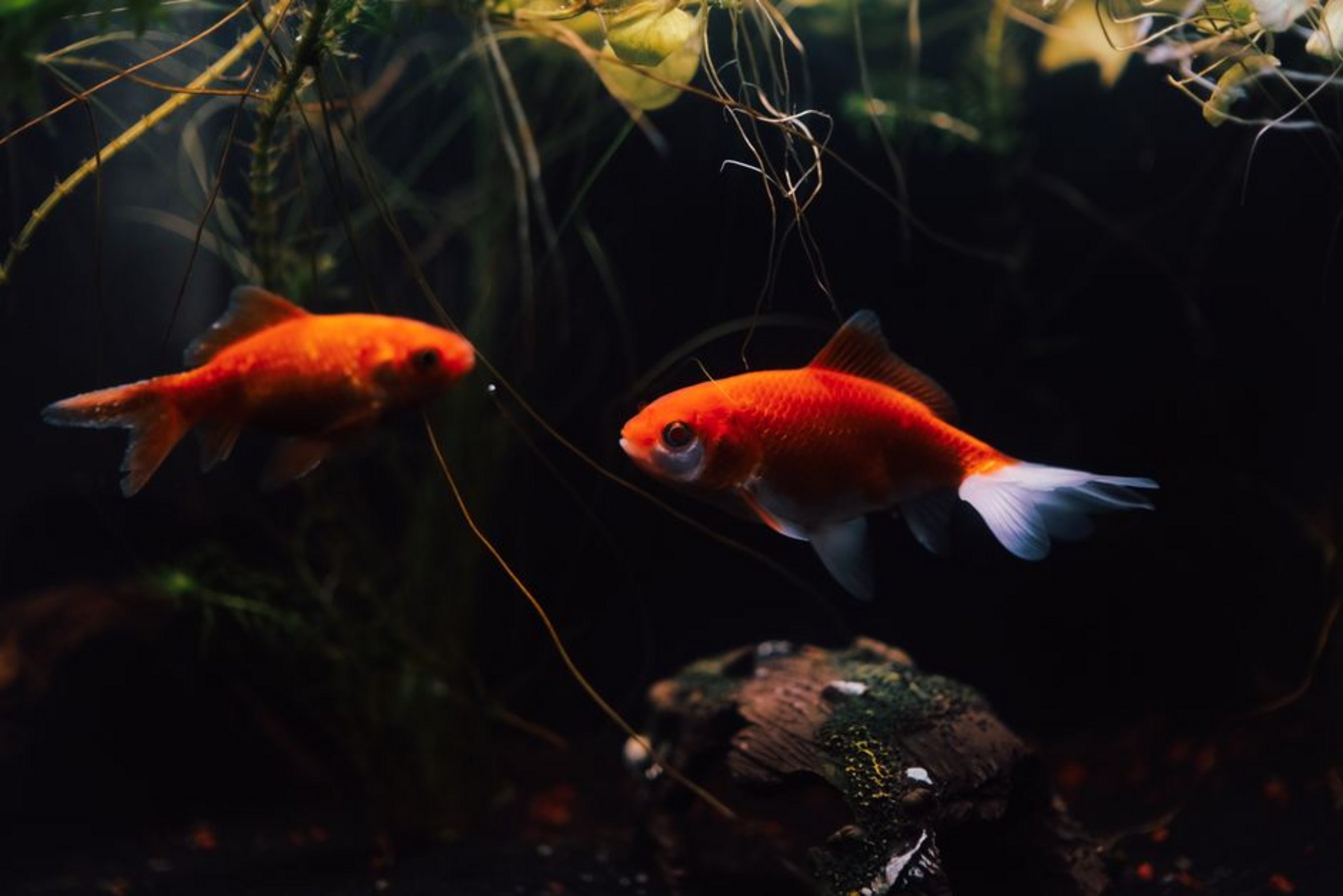 blue red aquarium lights blue red aquarium lights