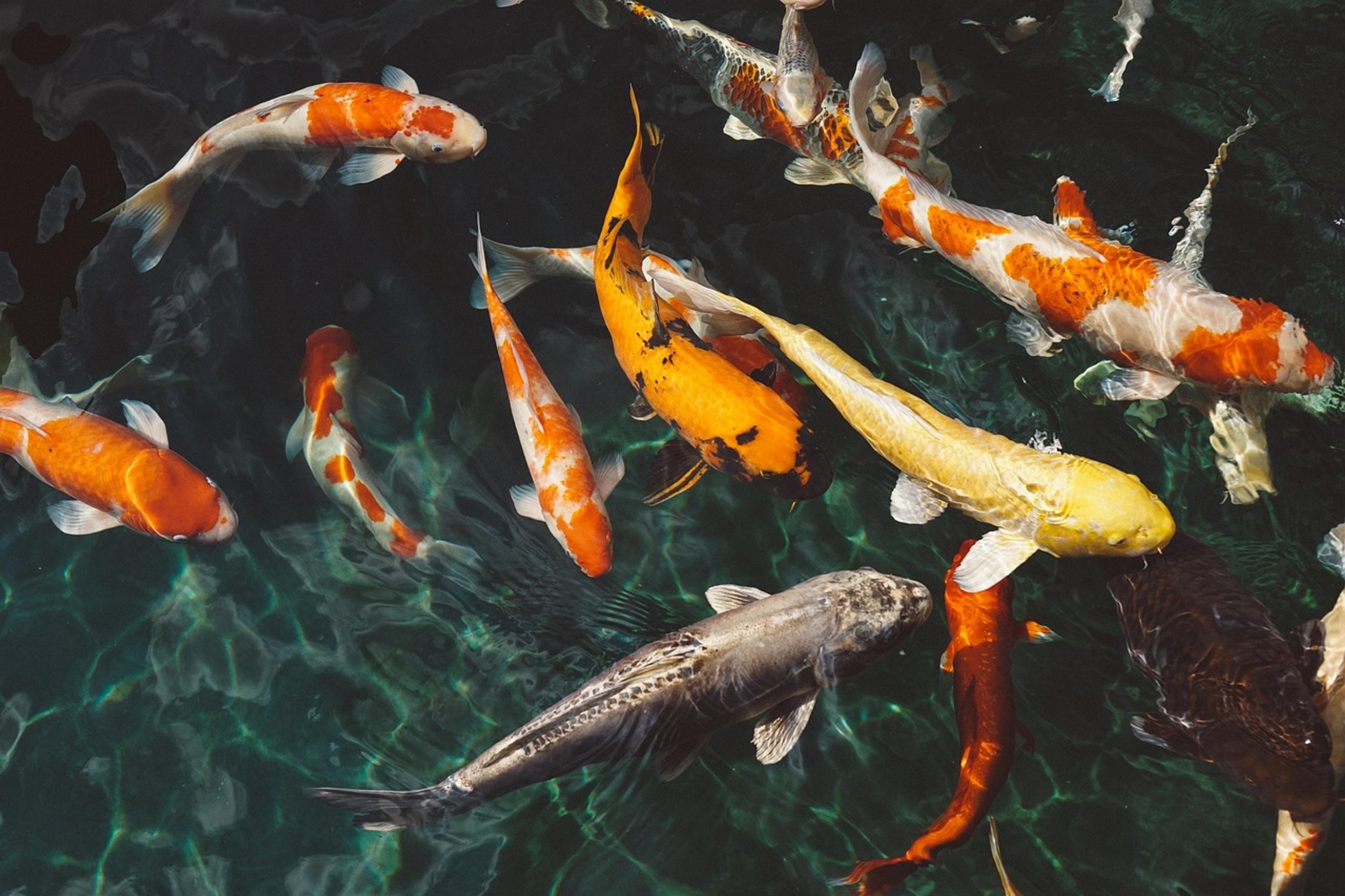 carp fish water carp fish water