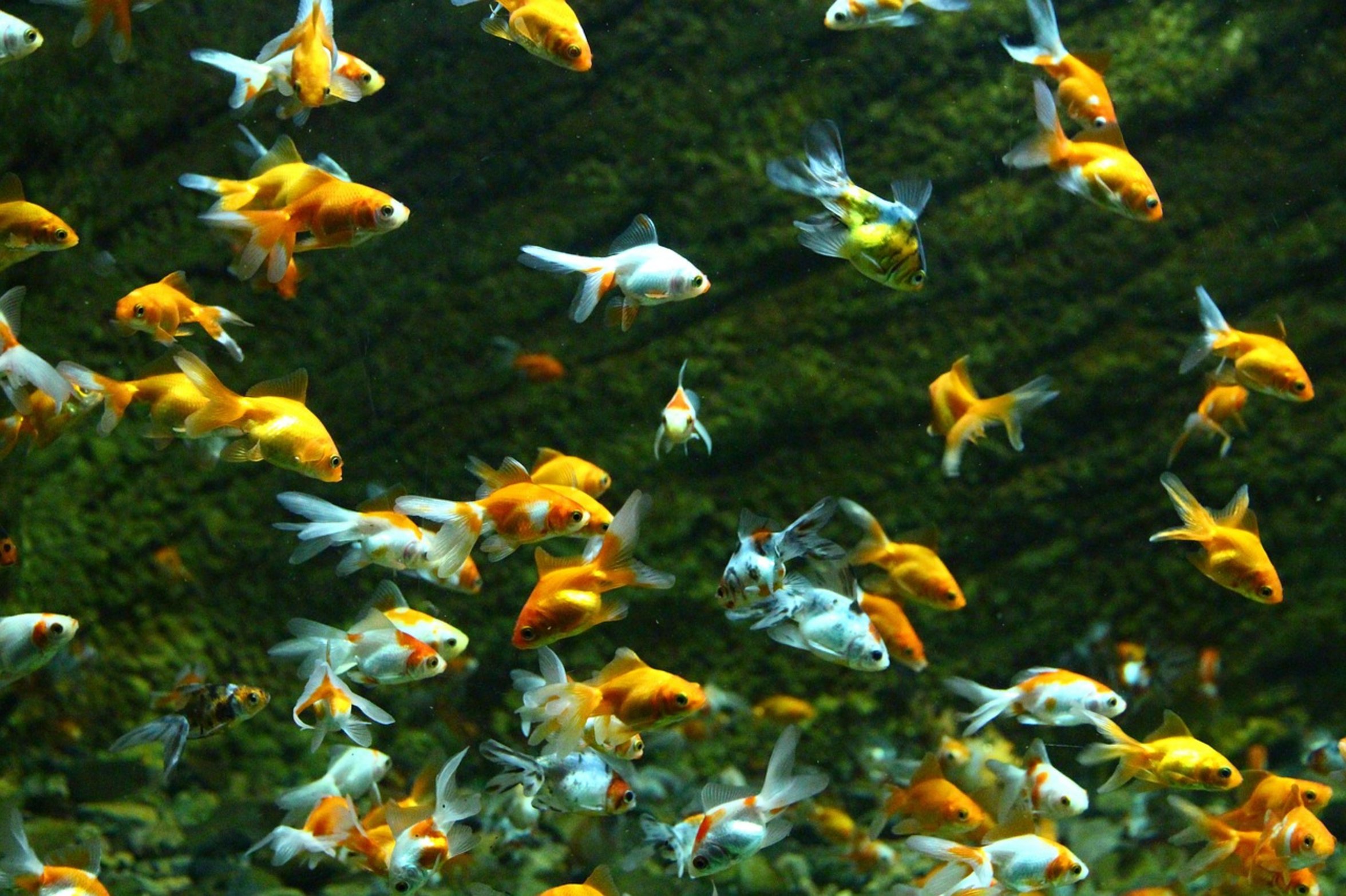 clean aquarium water clean aquarium water