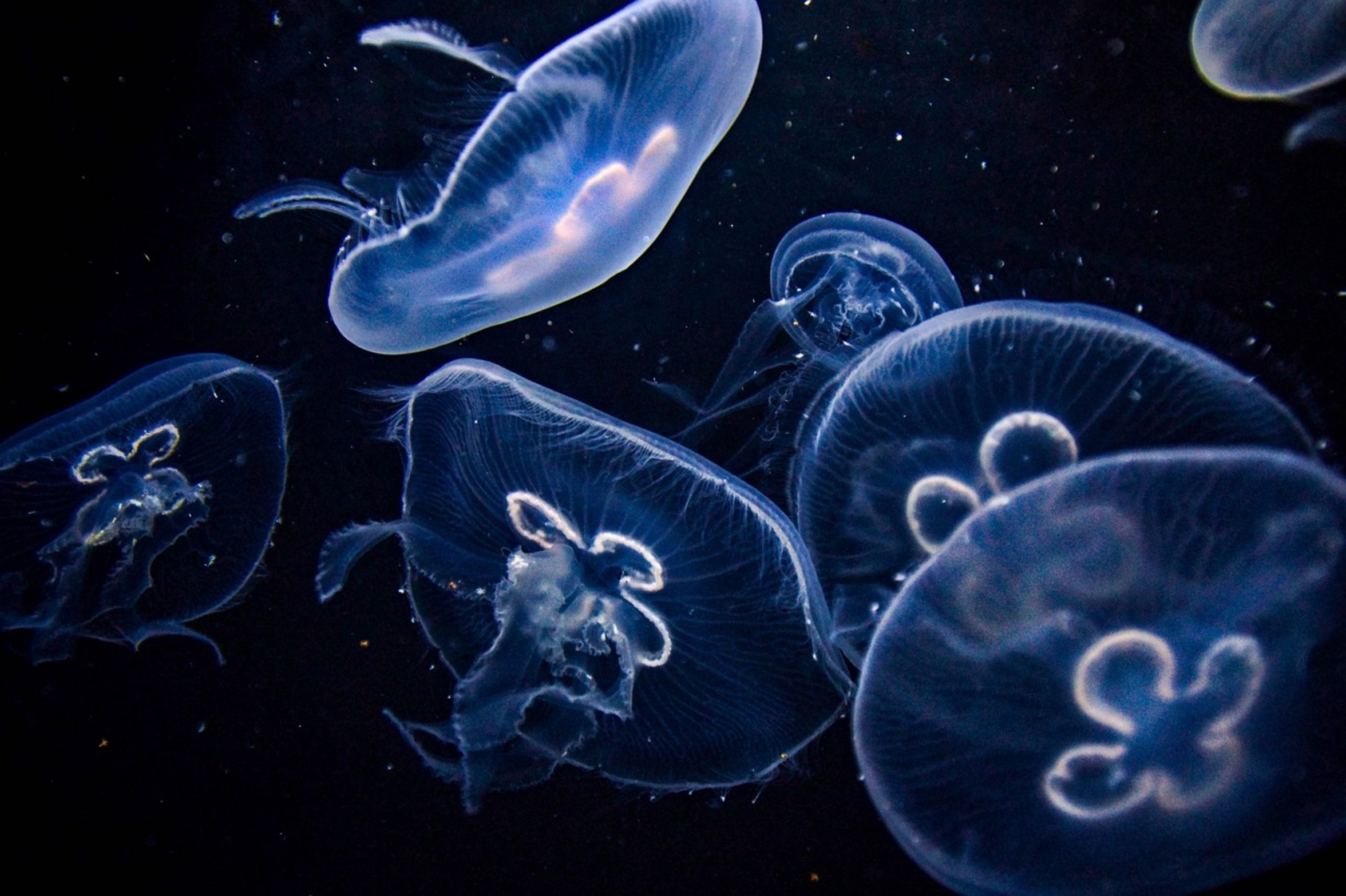 clean aquarium water clean aquarium water