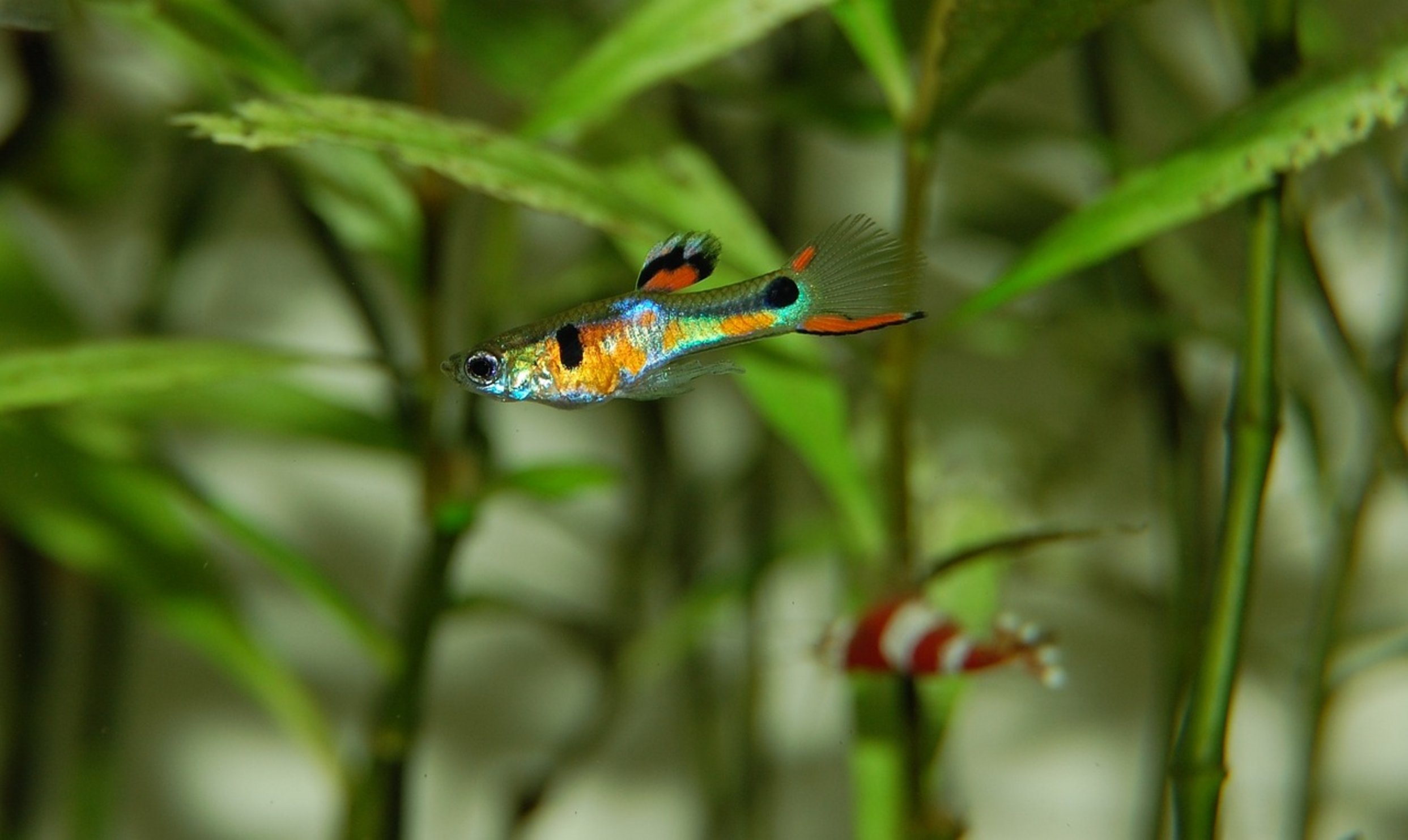 clean aquarium water clean aquarium water