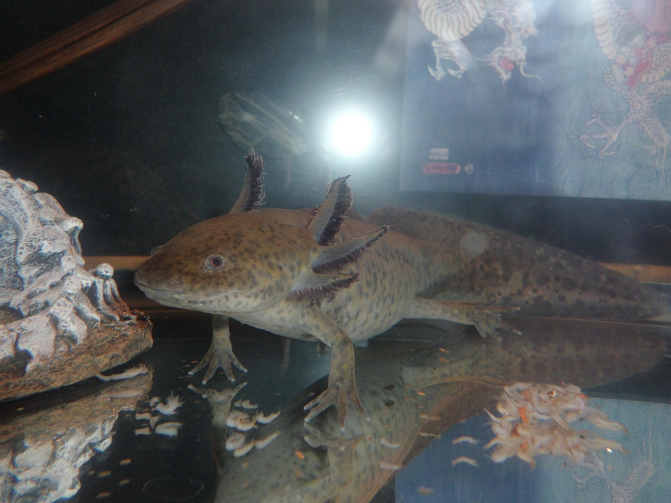 clean axolotl aquarium clean axolotl aquarium