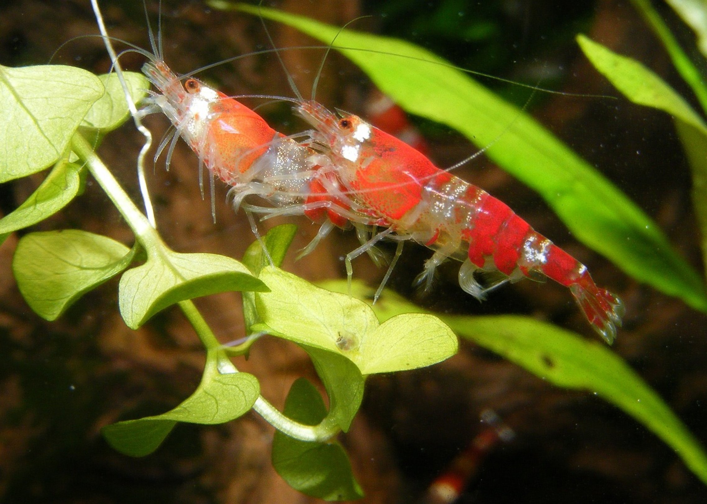 clear aquarium water clear aquarium water