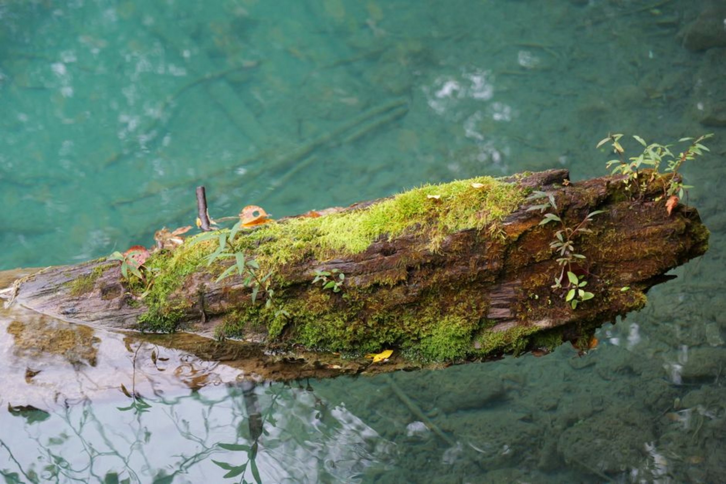 clear healthy pond water clear healthy pond water