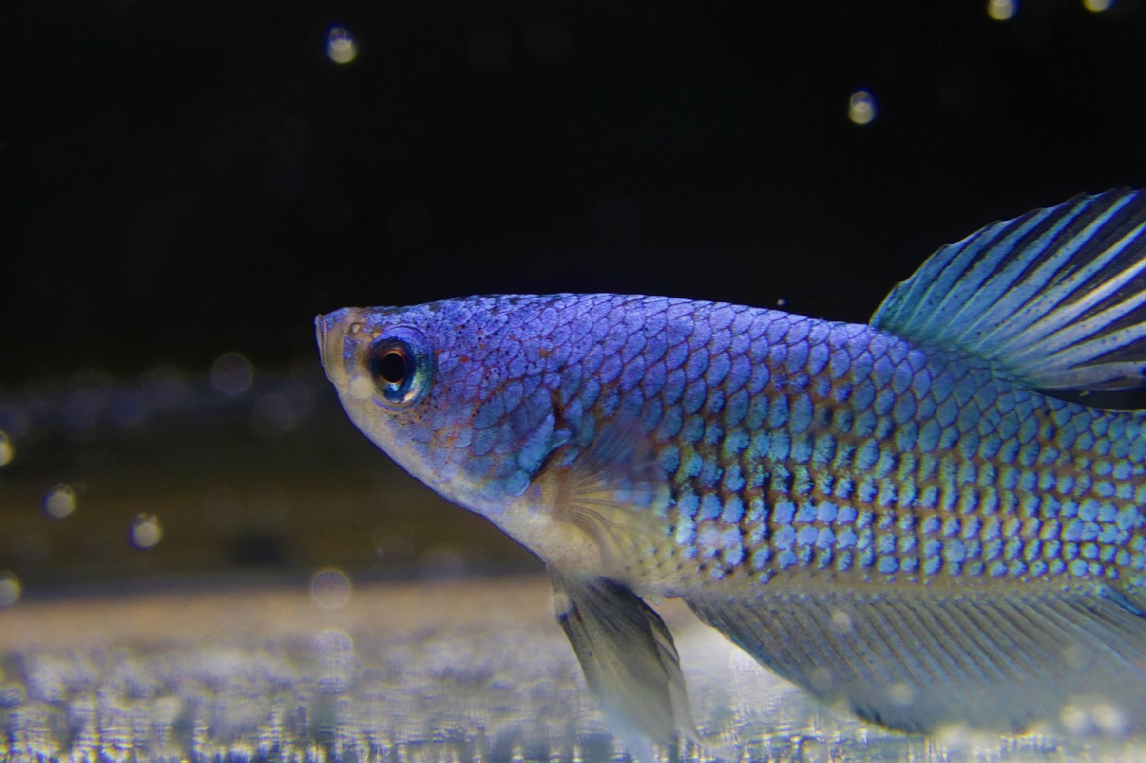 close up betta fish face close up betta fish face