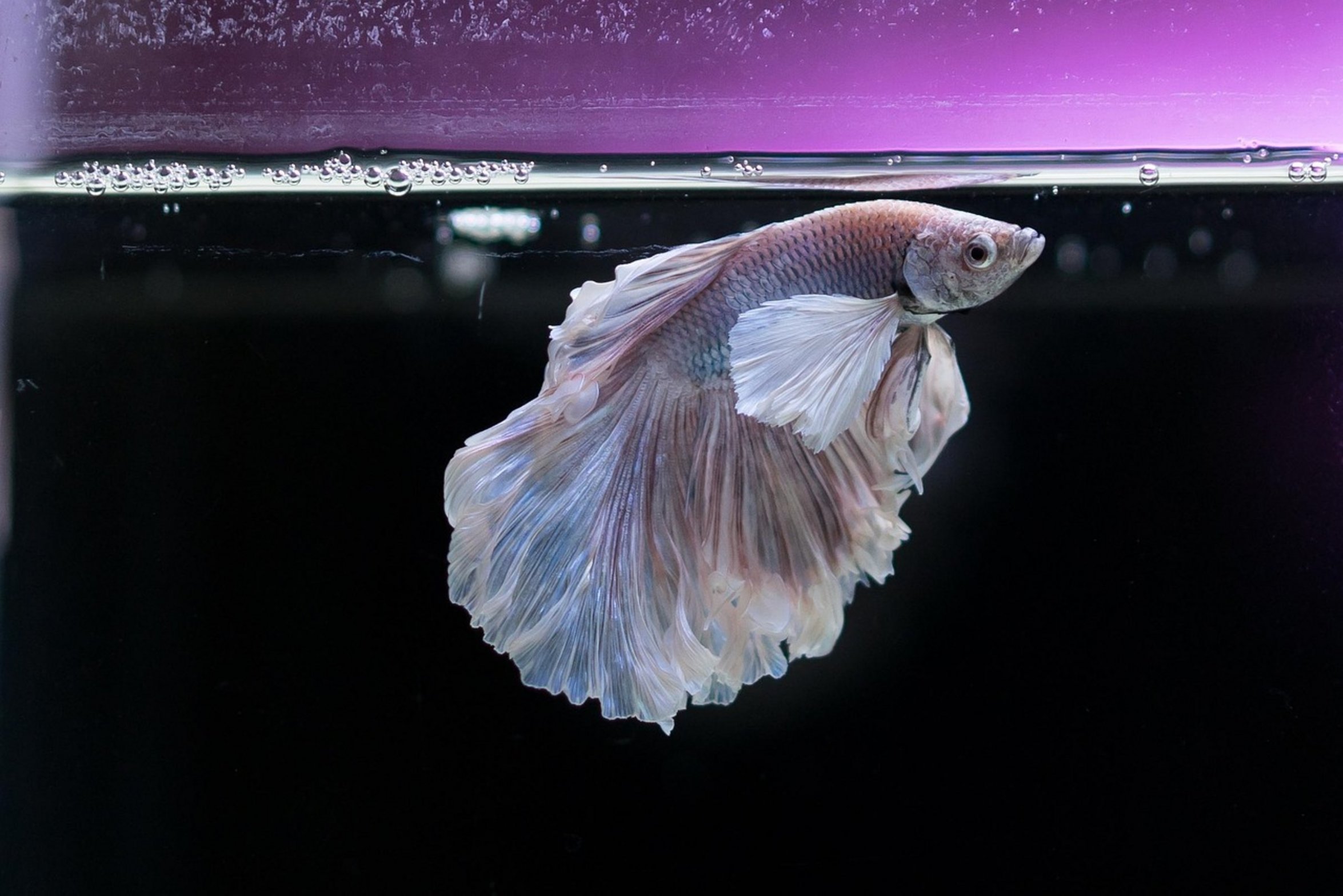 colorful betta fish close up colorful betta fish close up