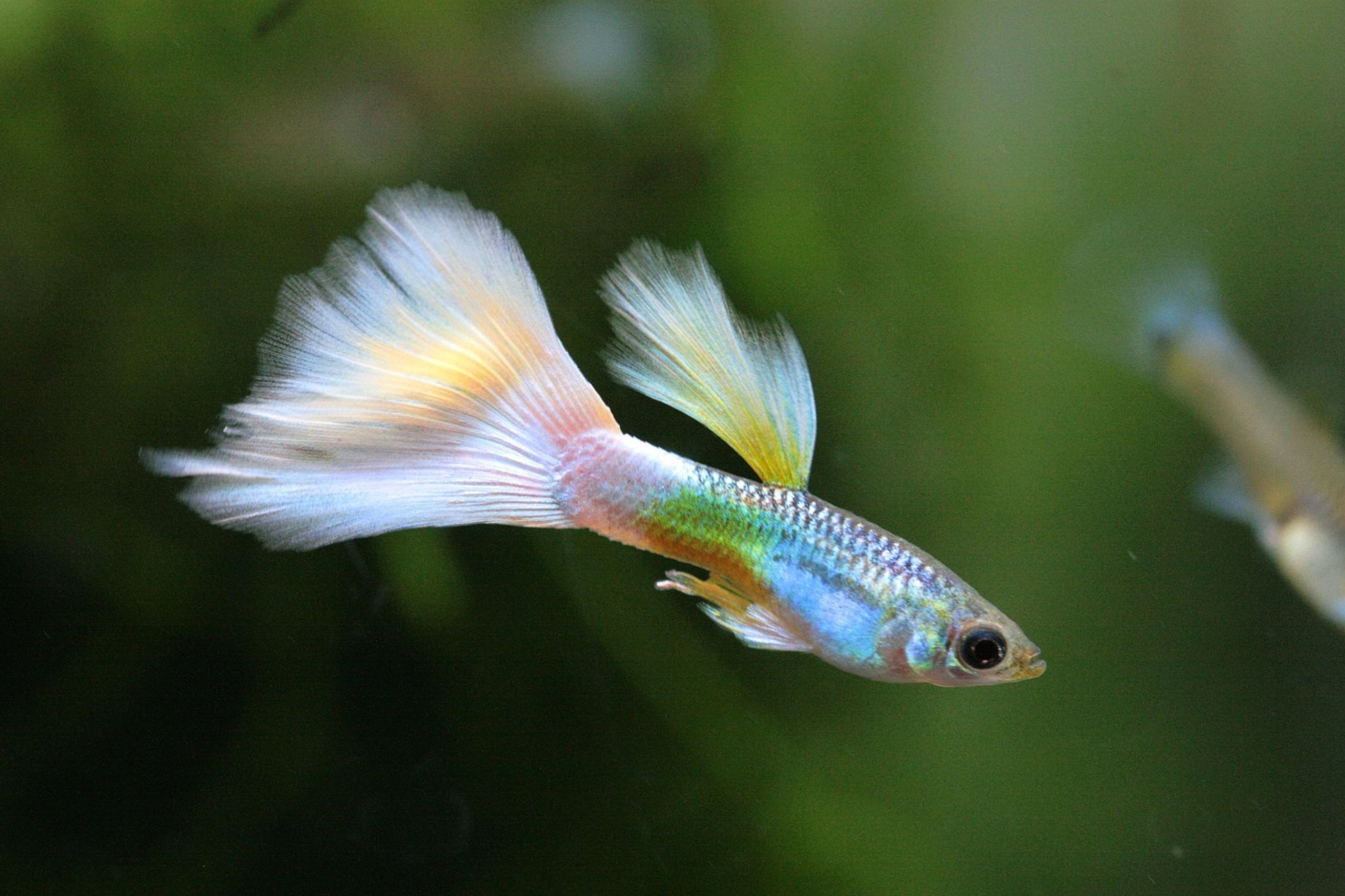 colorful guppy fish colorful guppy fish
