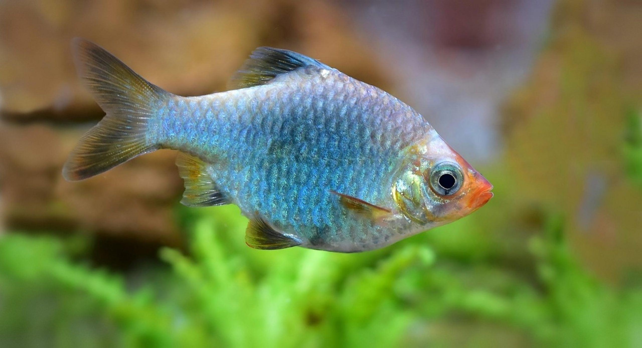 colorful rosy barb fish colorful rosy barb fish