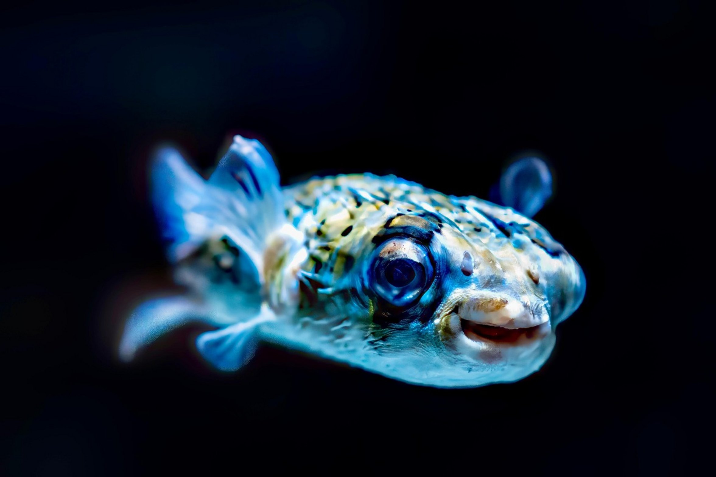 colorful tropical fish colorful tropical fish