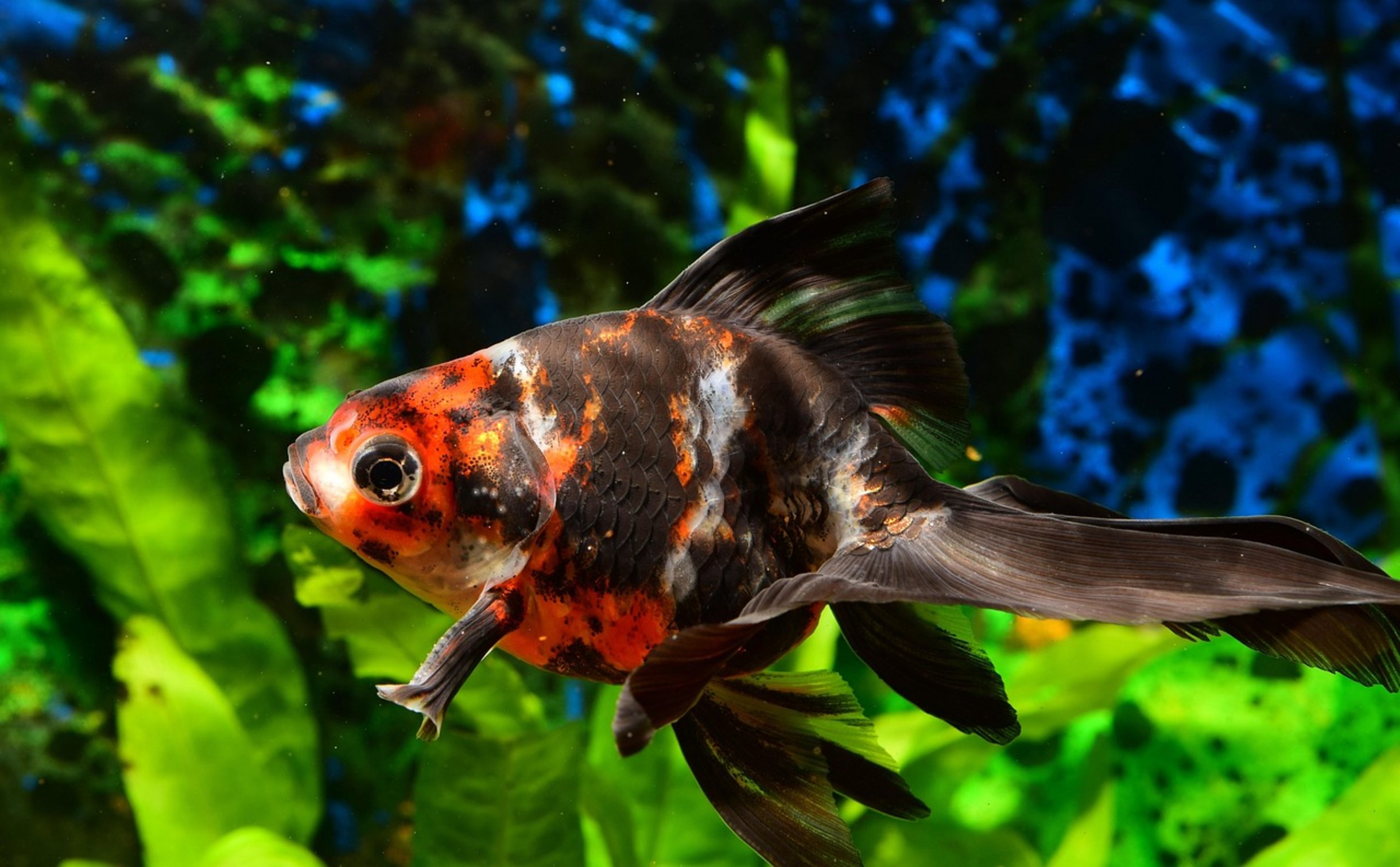 common goldfish tank common goldfish tank