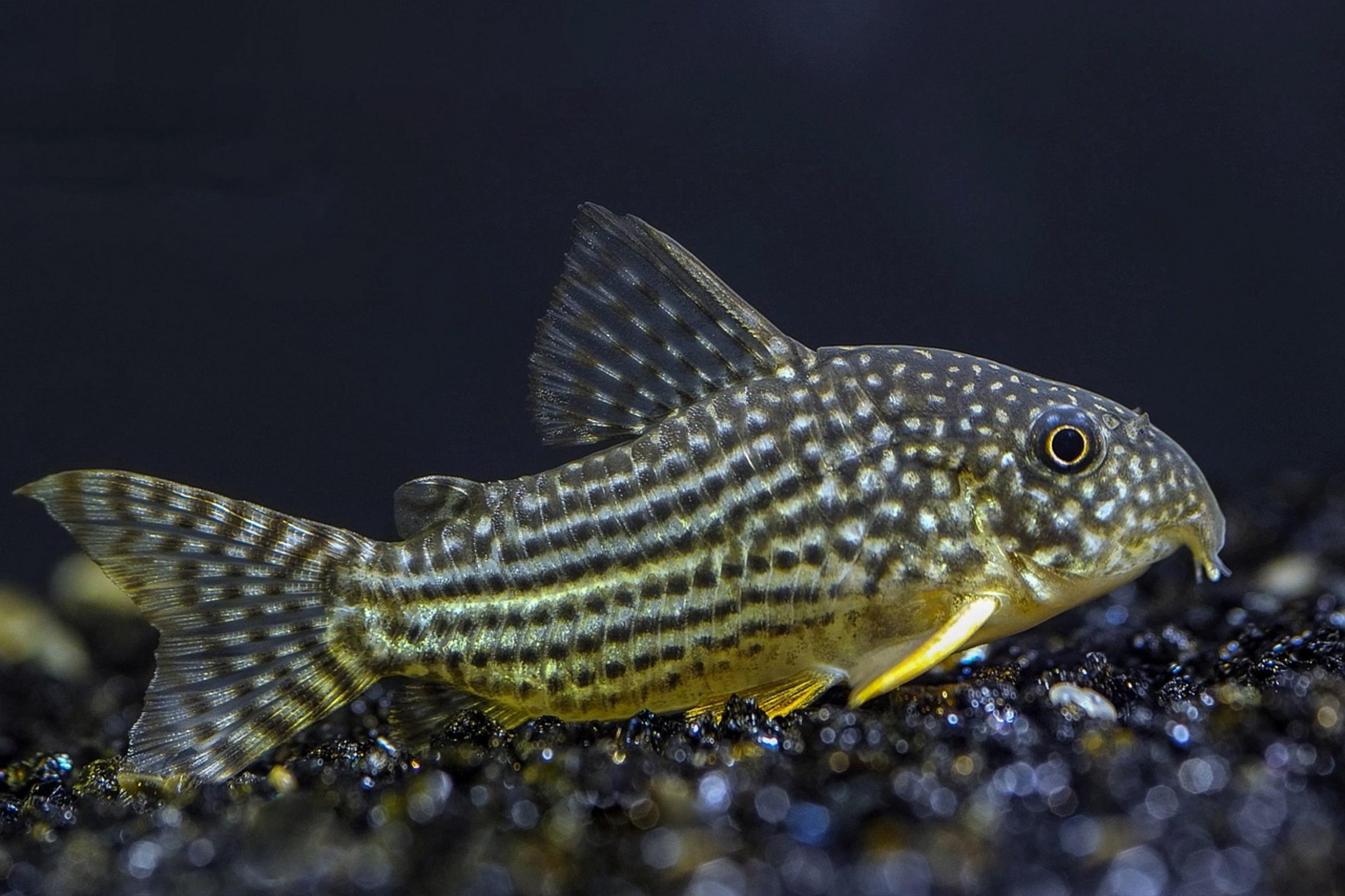 corydoras catfish substrate corydoras catfish substrate
