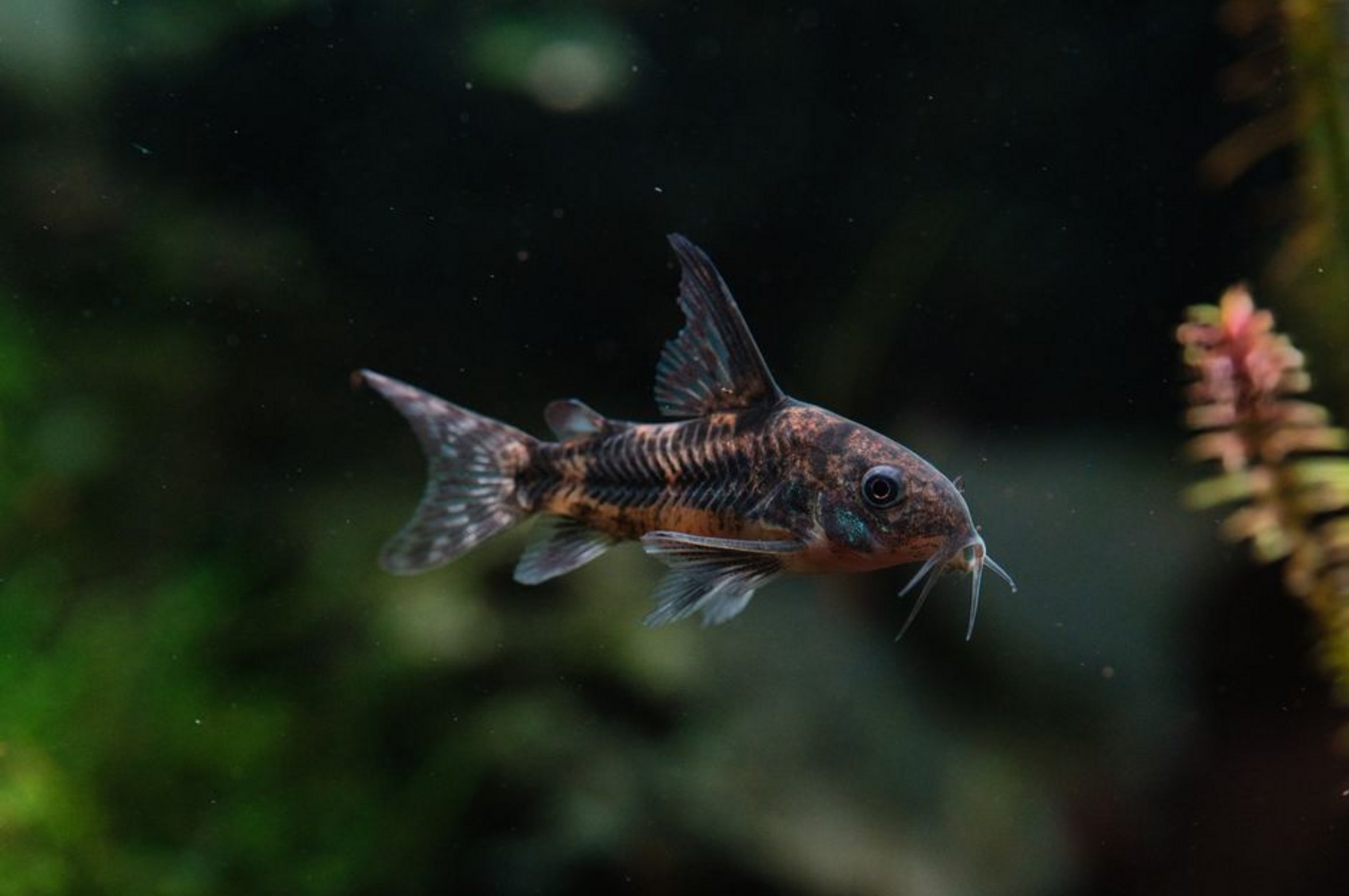 corydoras catfish tank bottom corydoras catfish tank bottom