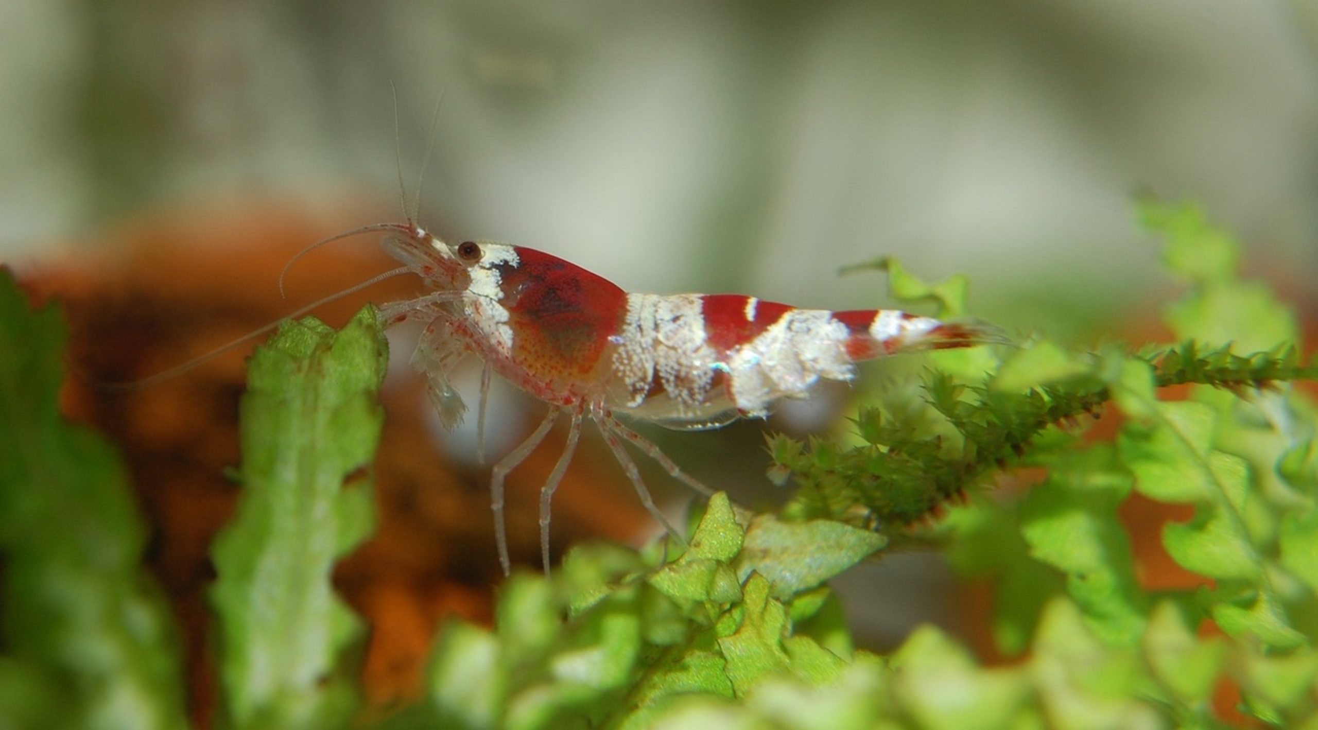 dirty aquarium water dirty aquarium water
