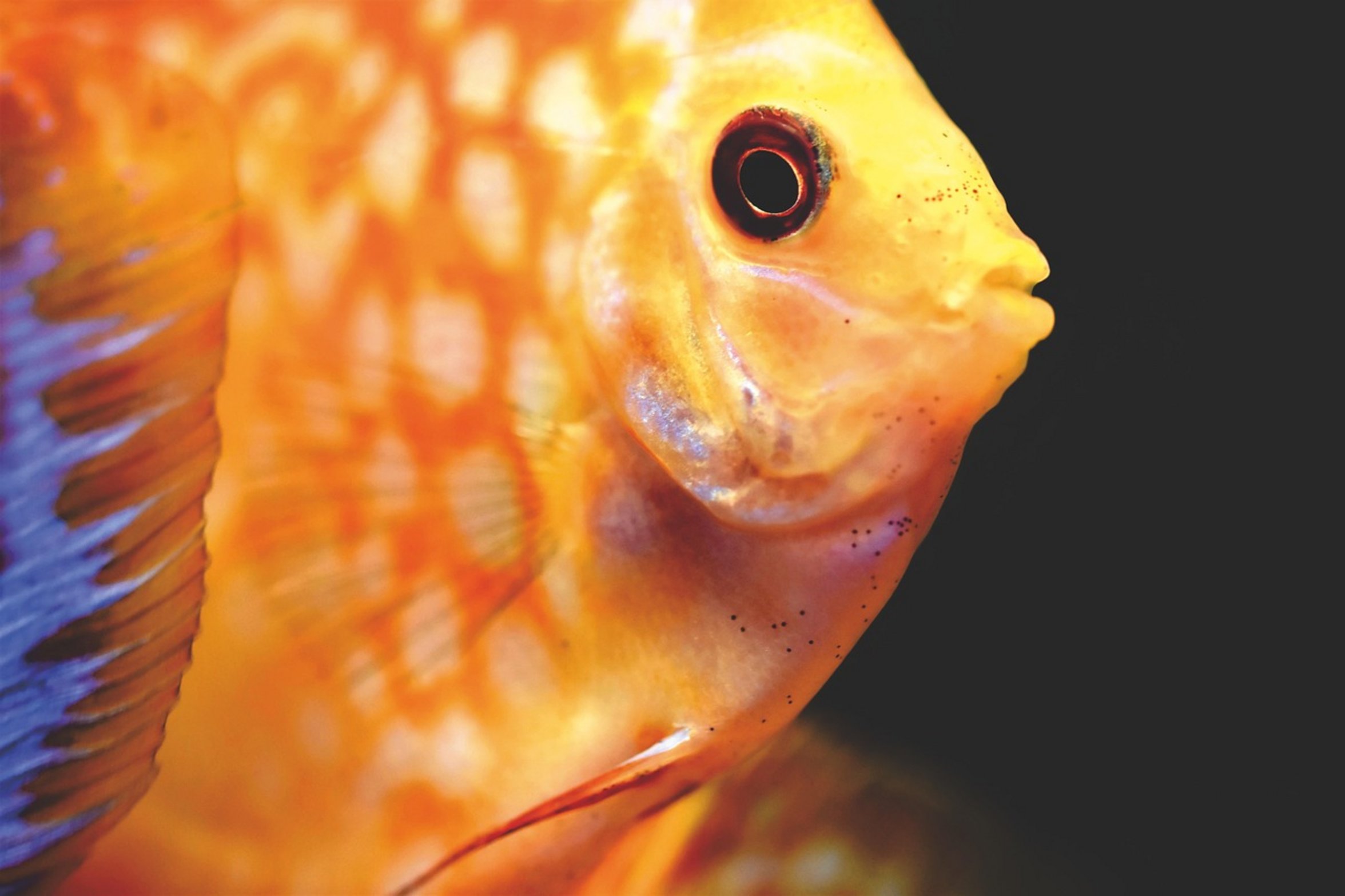 discus fish in tank discus fish in tank