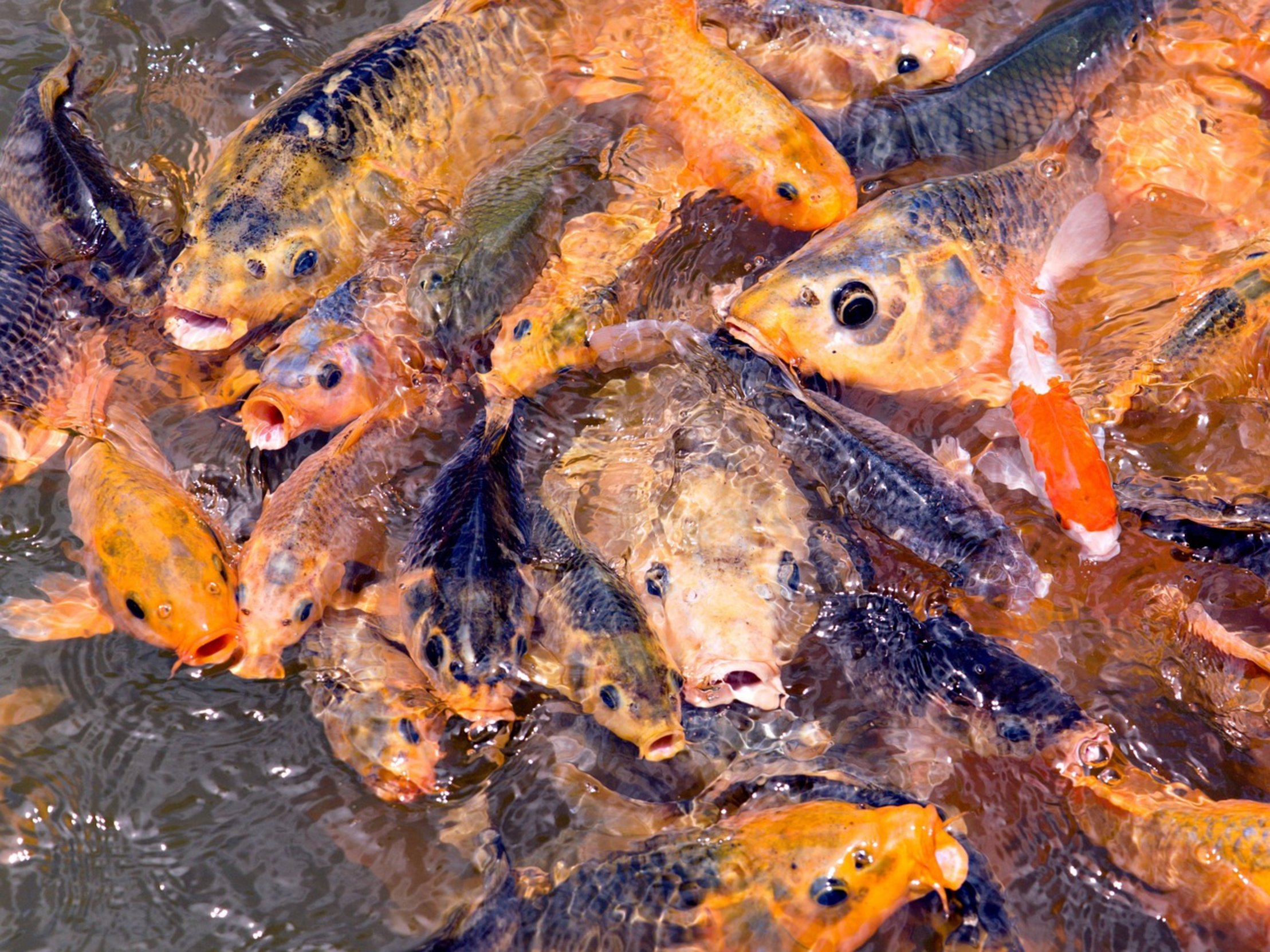 feeding koi fish pond feeding koi fish pond