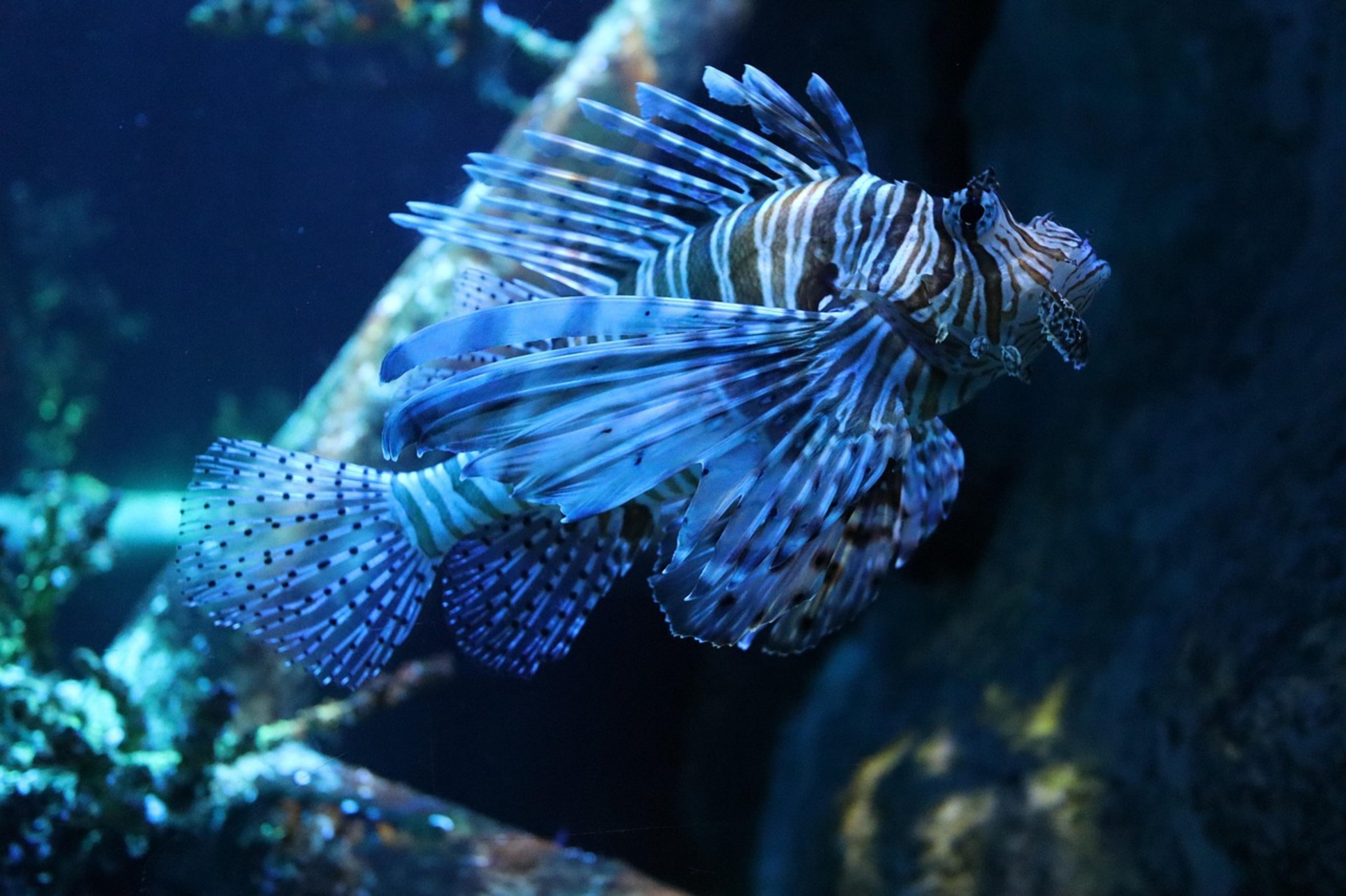 fish fins movement fish fins movement