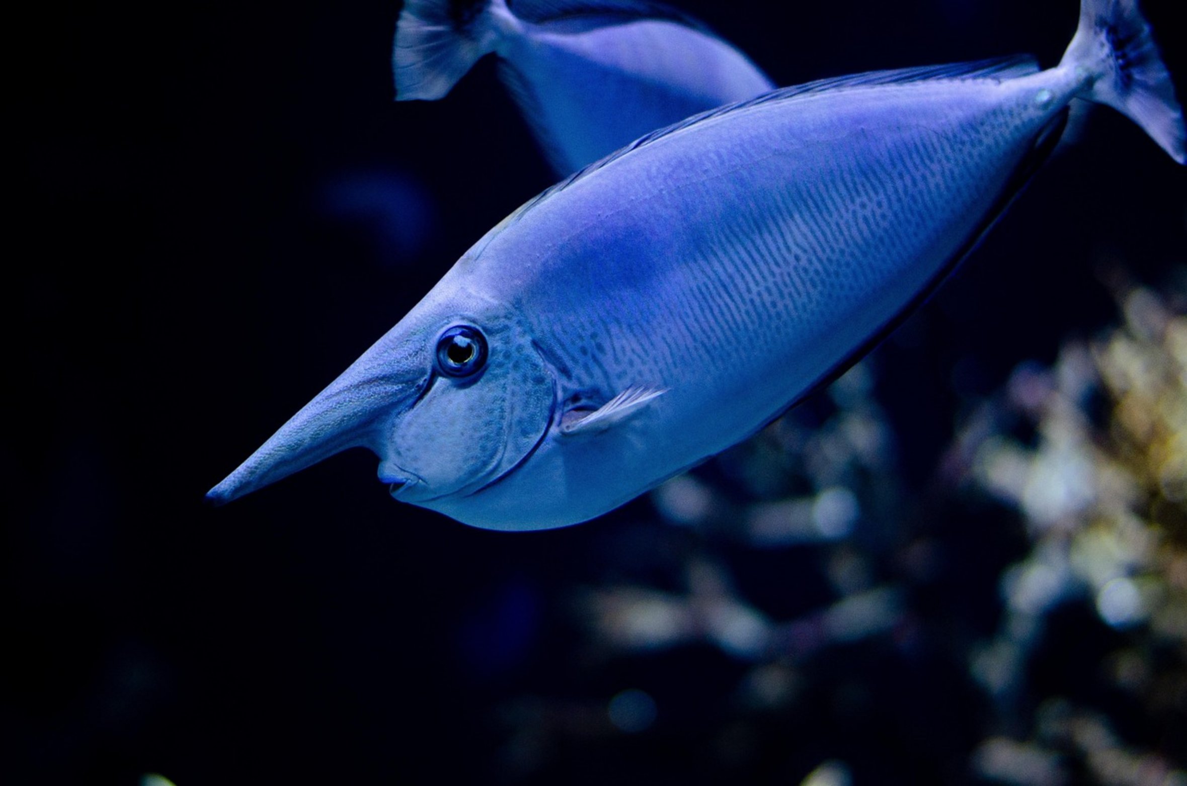 fish floating water fish floating water