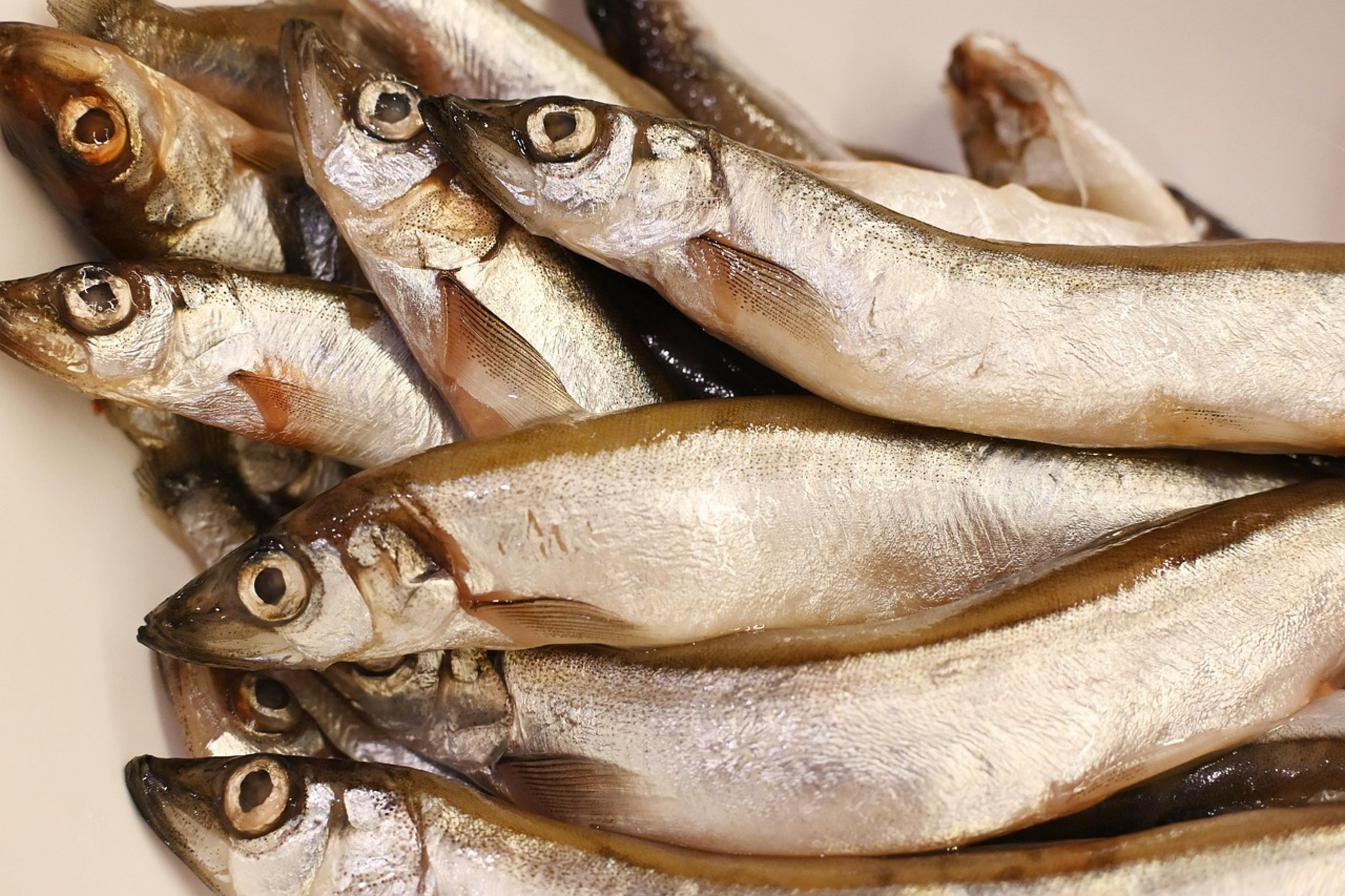 fish food flakes fish food flakes