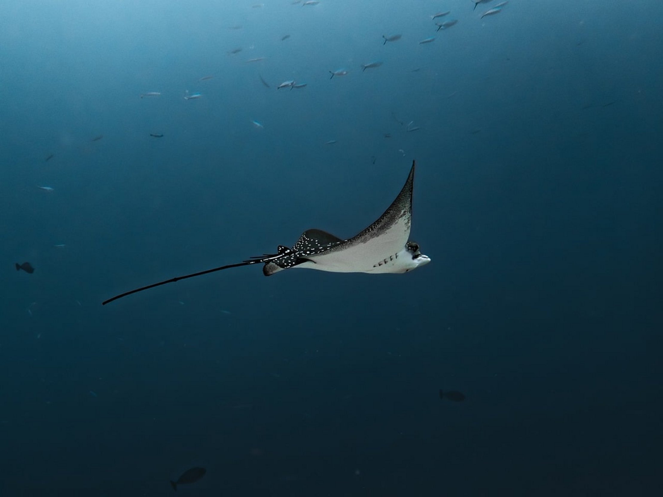 fish swimming underwater fish swimming underwater