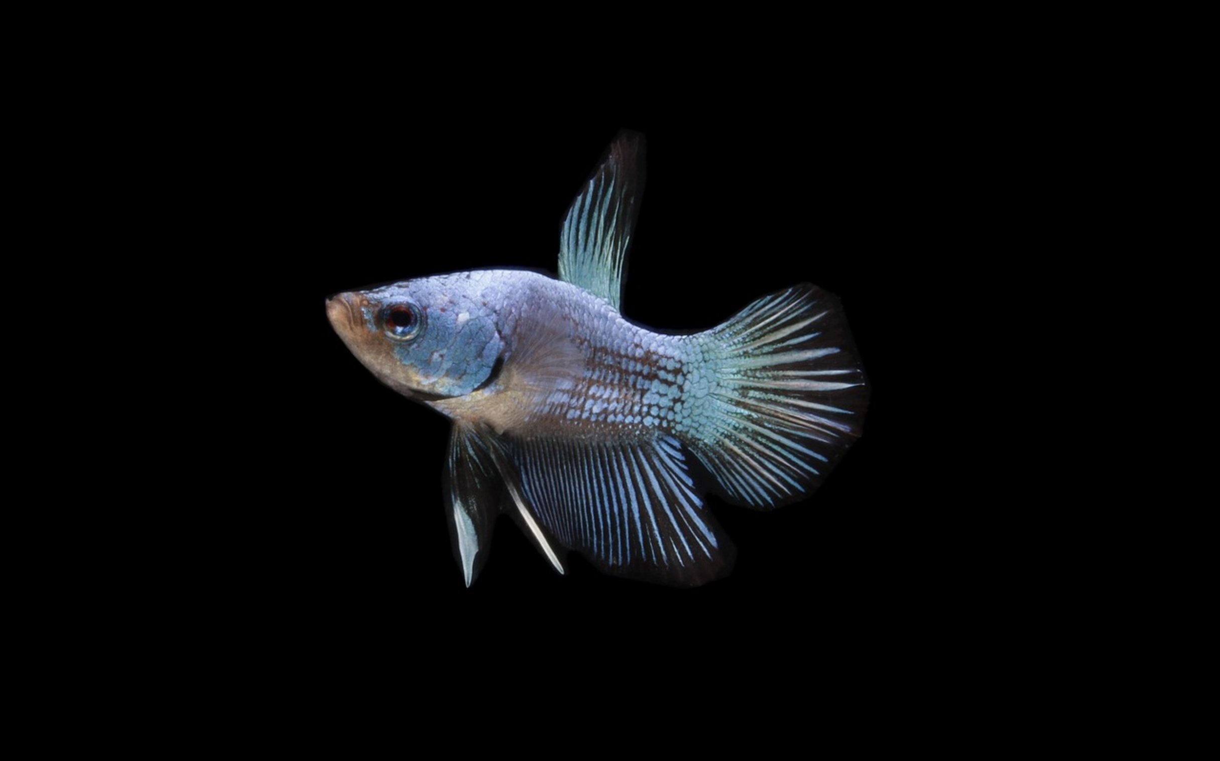 fish tank lighting fish tank lighting
