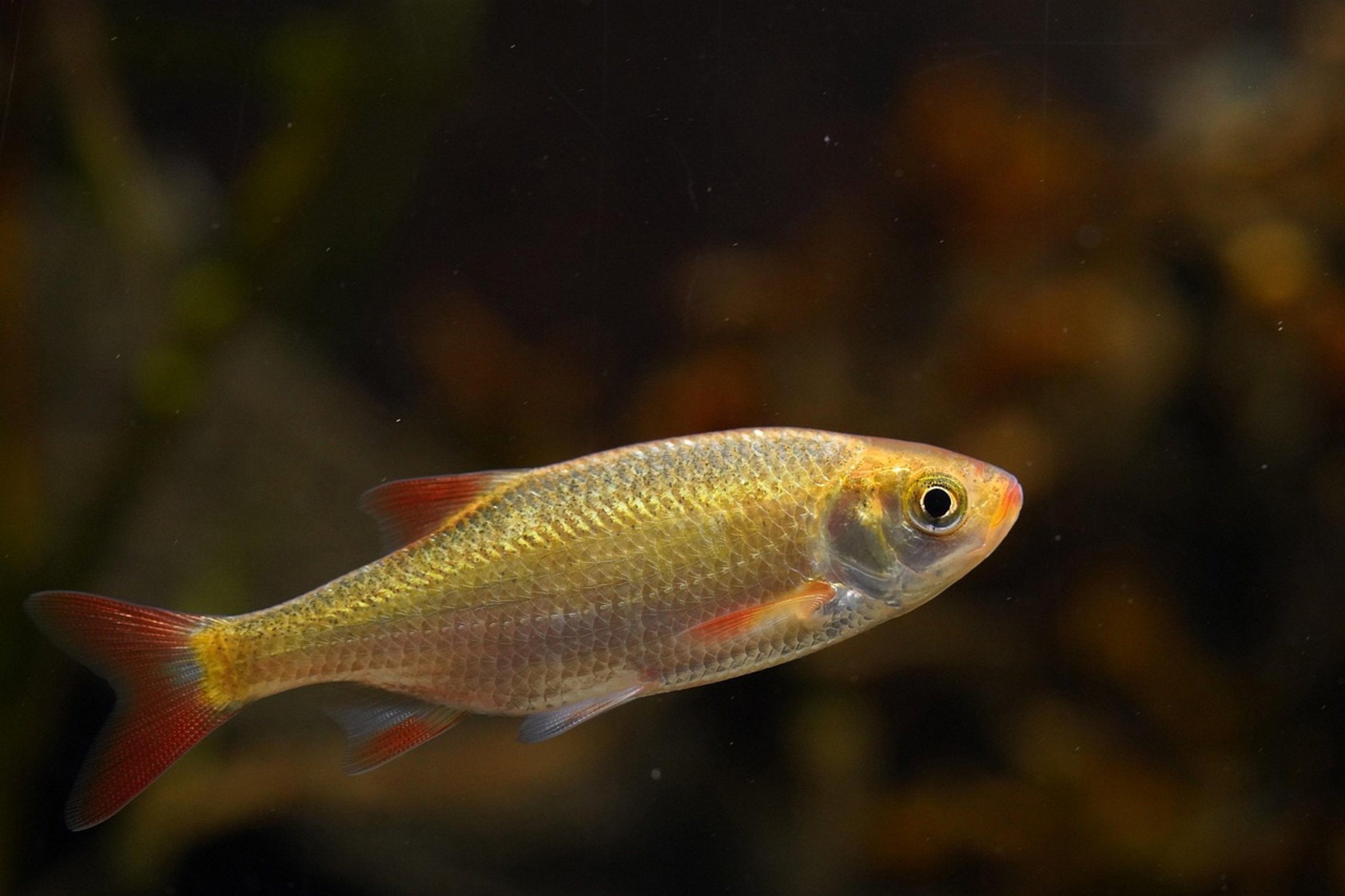 fish tank thermometer fish tank thermometer