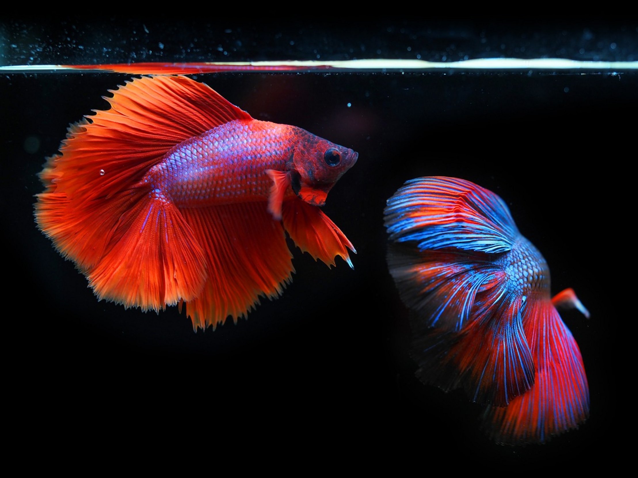 five gallon aquarium tank five gallon aquarium tank