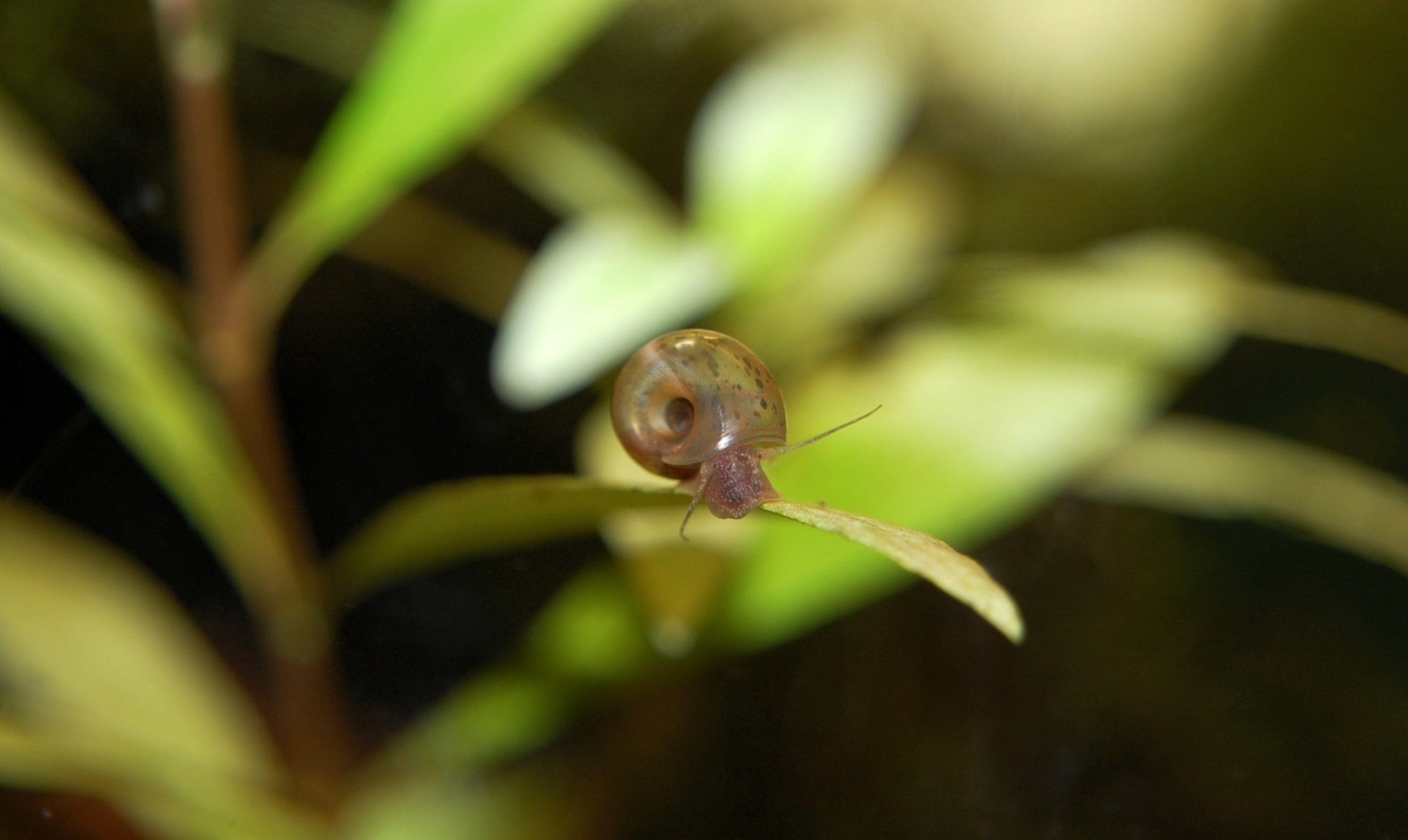 freshwater aquarium snails freshwater aquarium snails