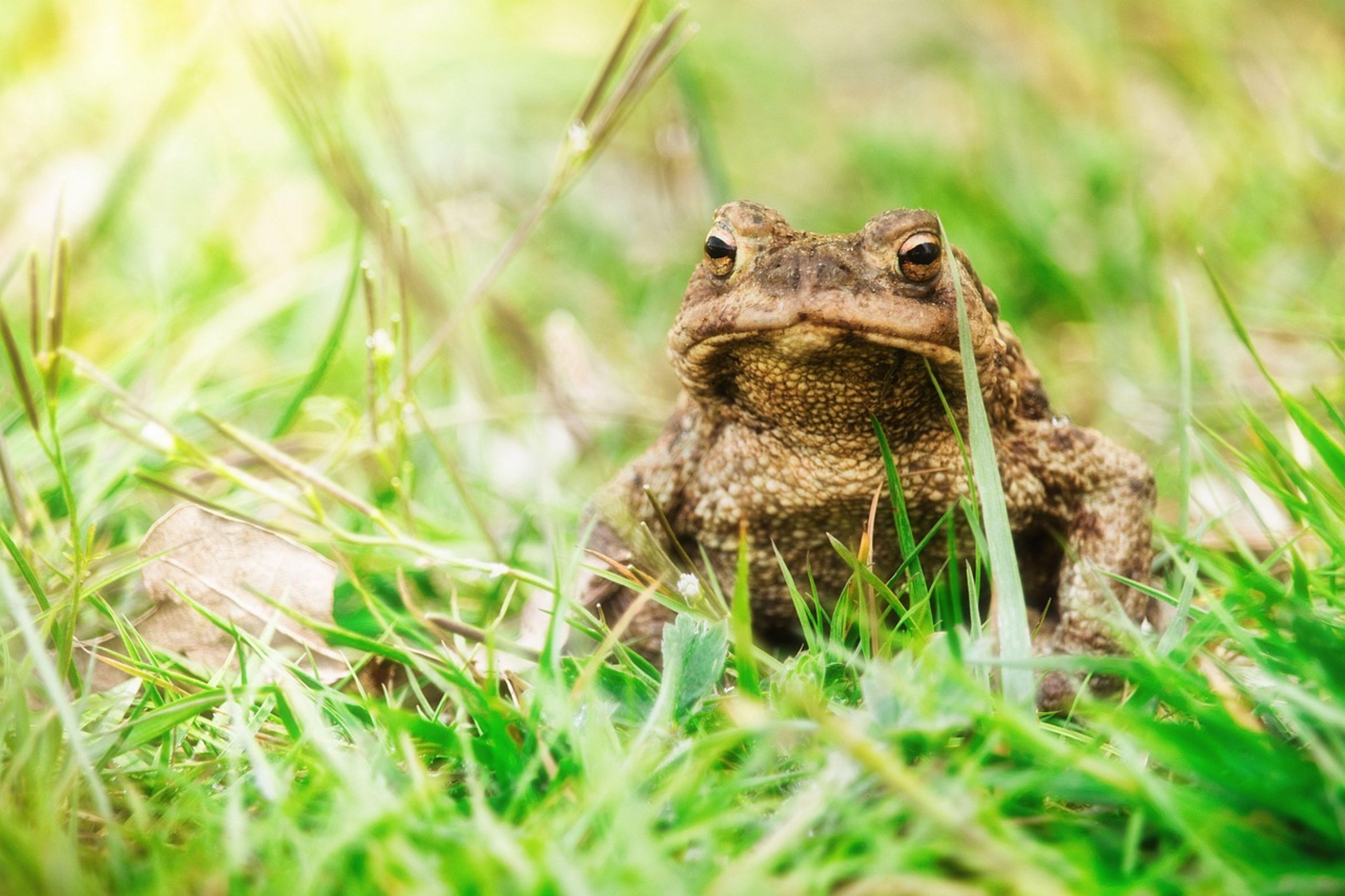 garden frogs toads garden frogs toads