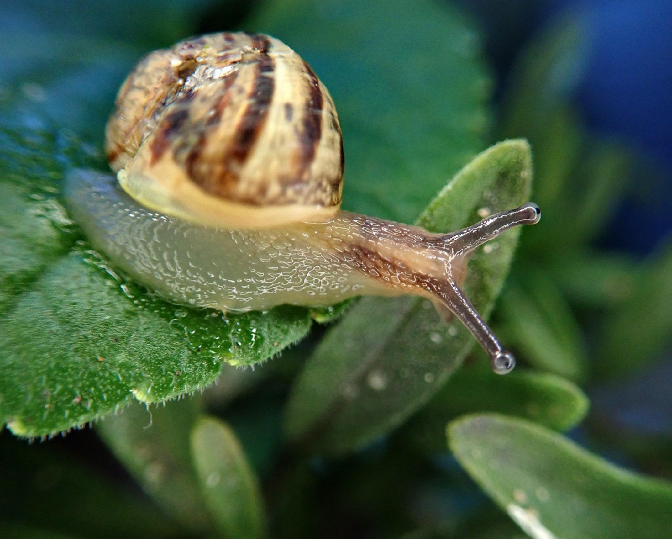 garden pest inspection garden pest inspection