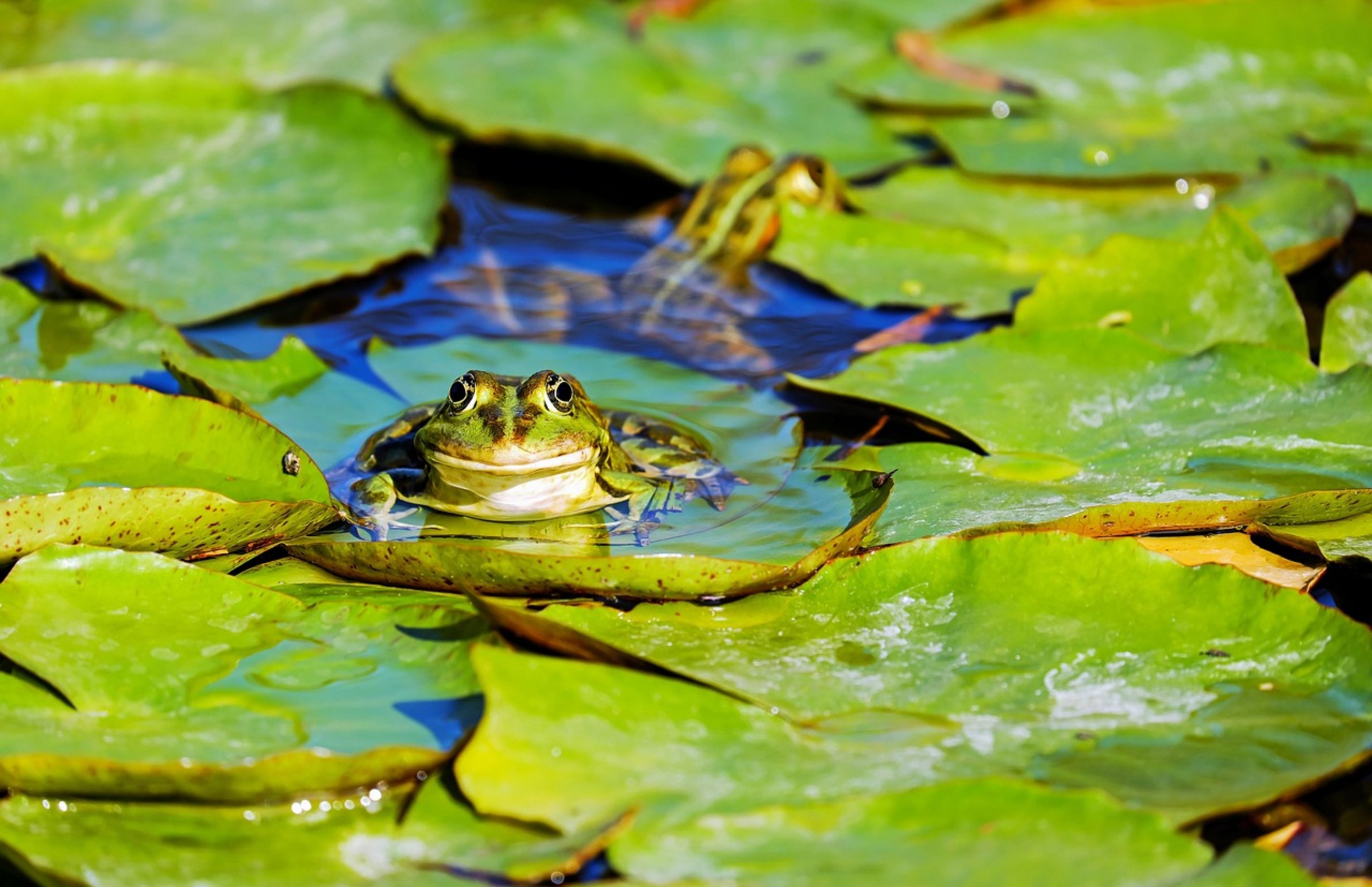 garden pond landscape garden pond landscape