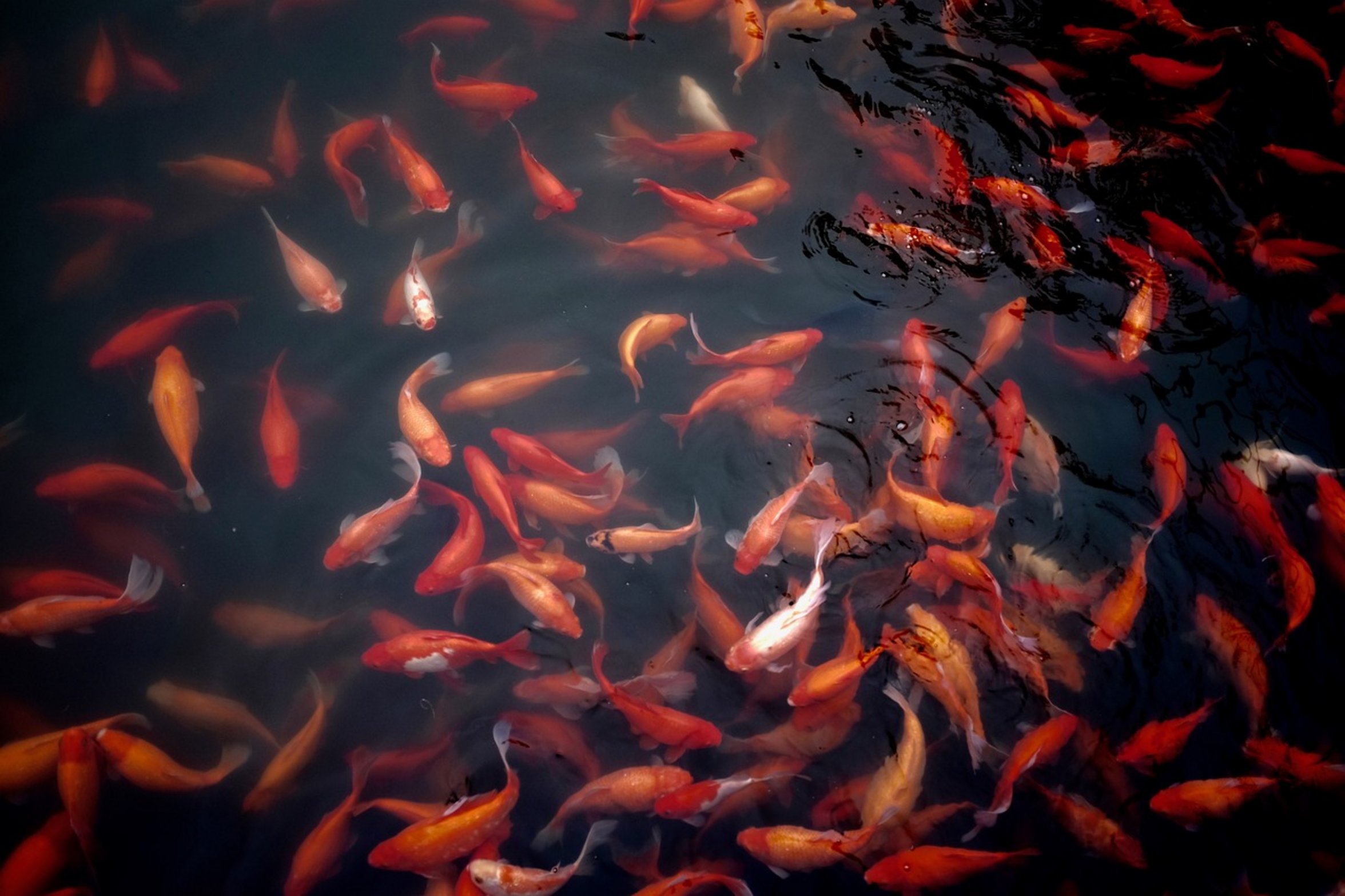 goldfish frozen pond goldfish frozen pond