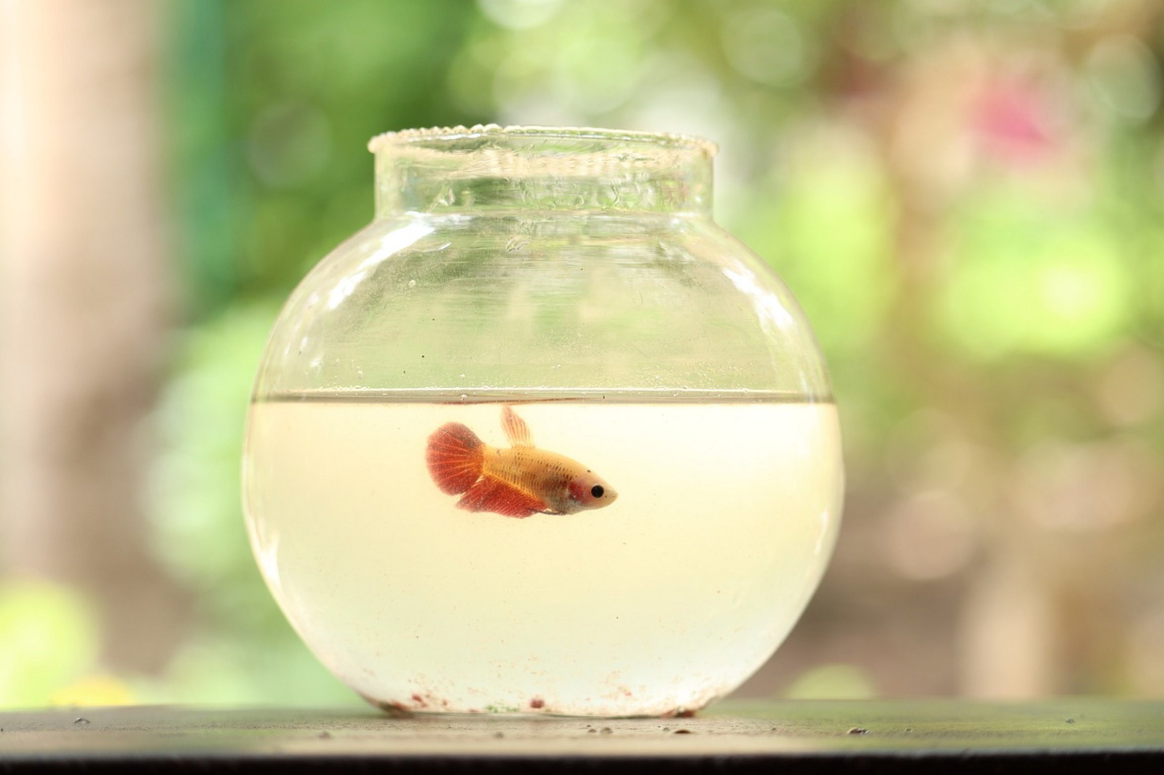 goldfish in small bowl goldfish in small bowl