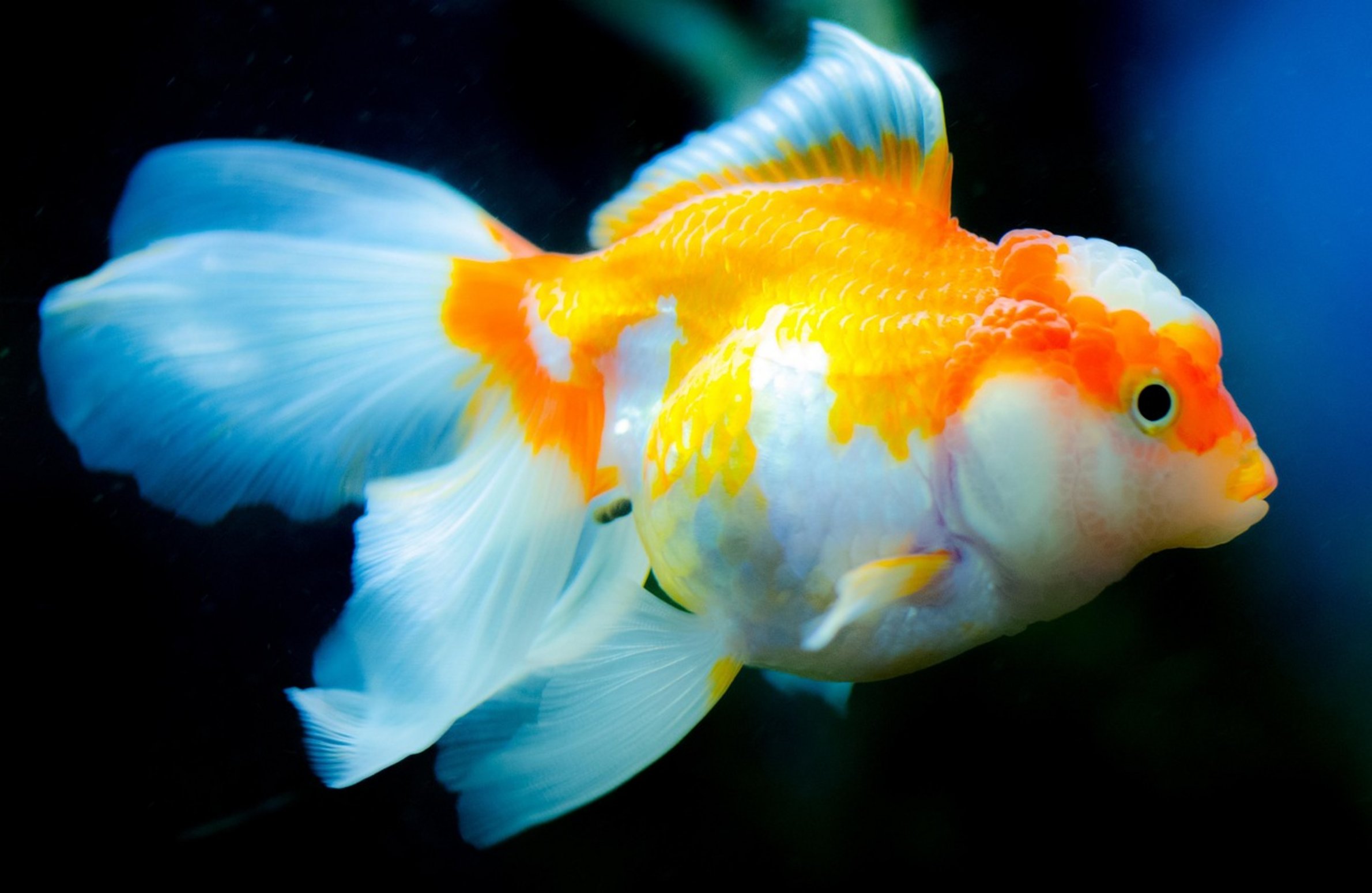 goldfish resting tank bottom goldfish resting tank bottom