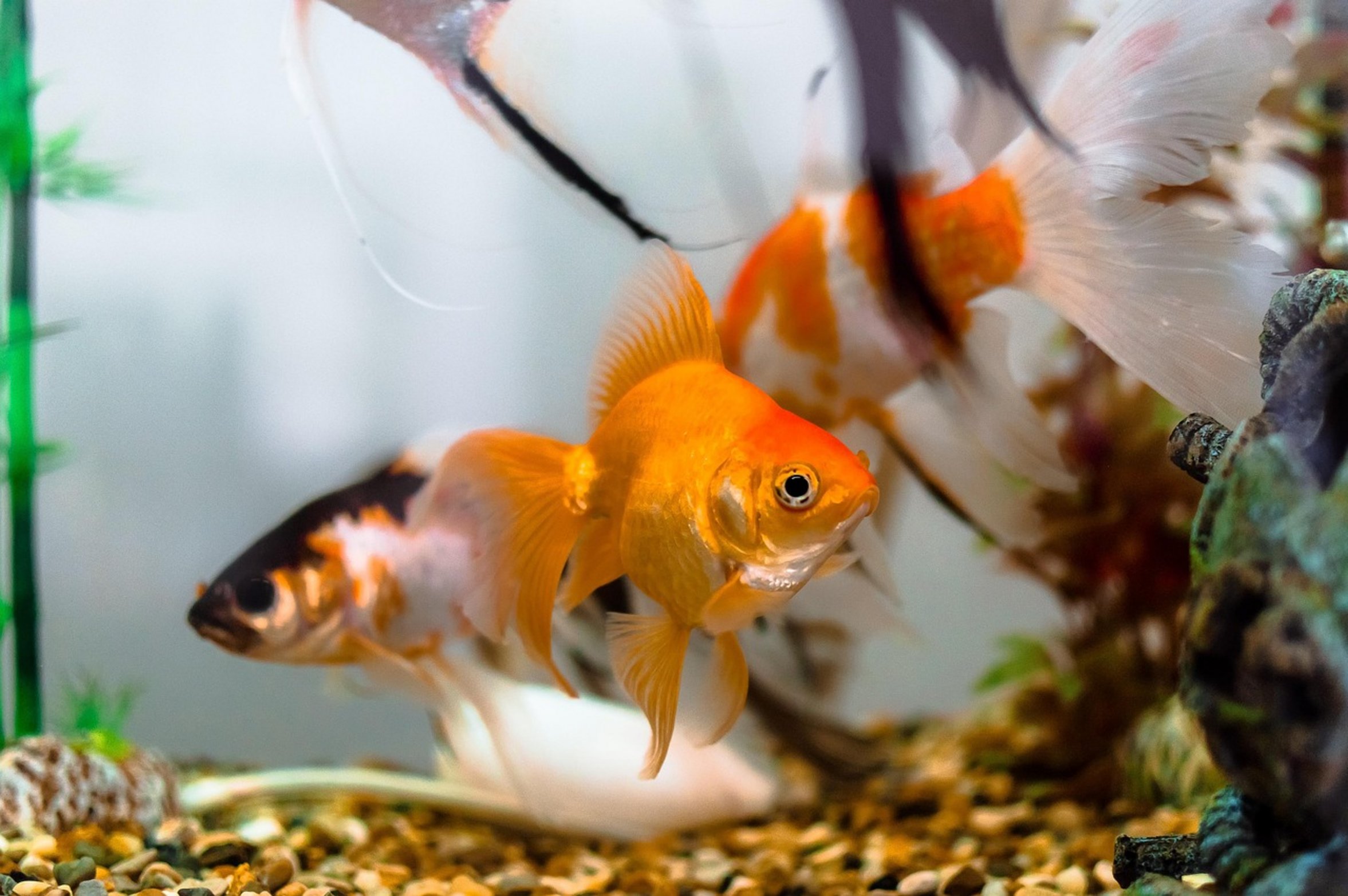goldfish swimming close up goldfish swimming close up