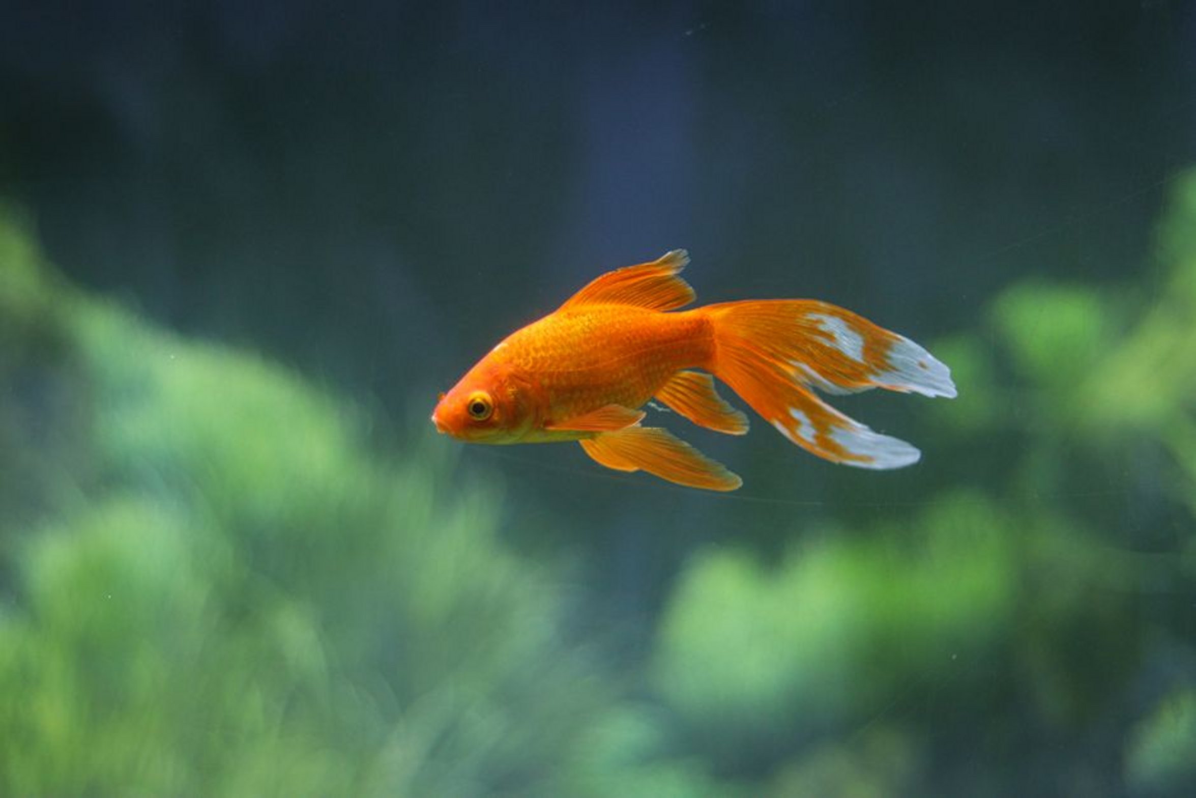 goldfish swimming upside down goldfish swimming upside down