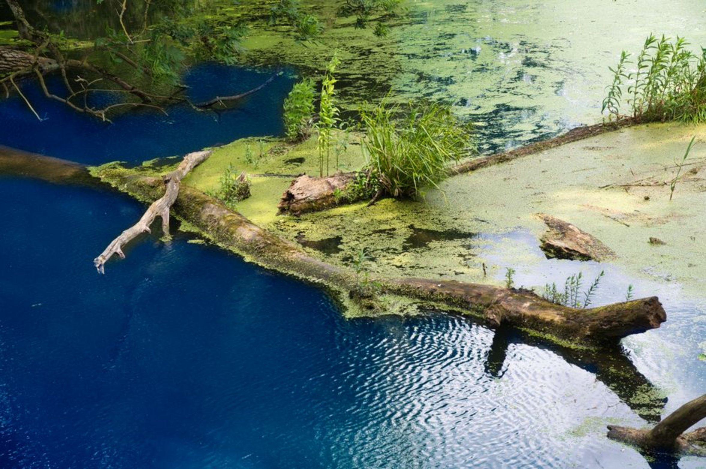 green algae pond water green algae pond water