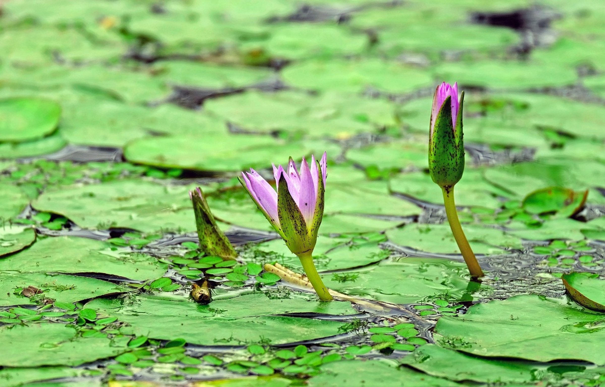green algae pond water green algae pond water