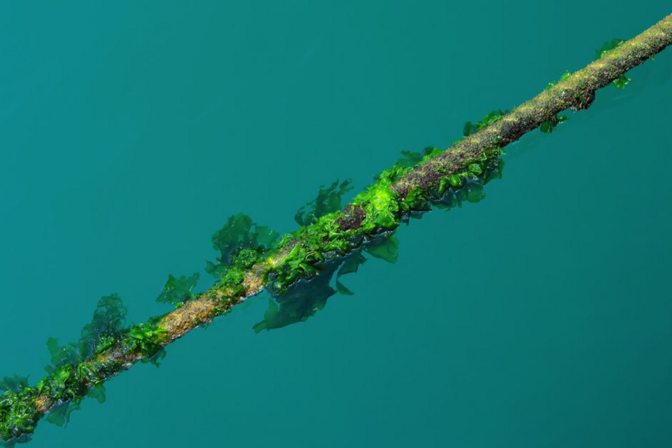 green algae strands green algae strands