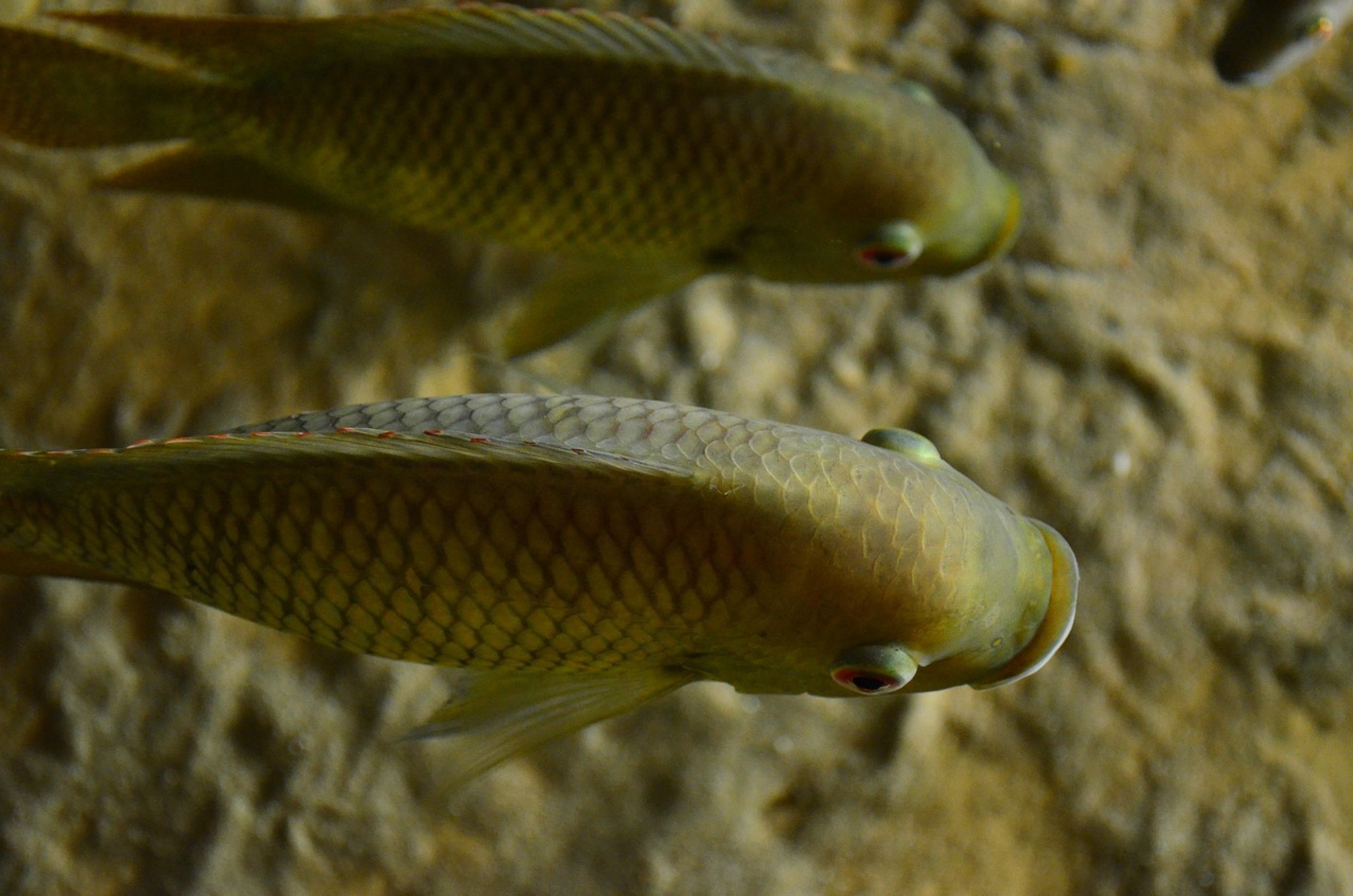 green cichlid fish green cichlid fish