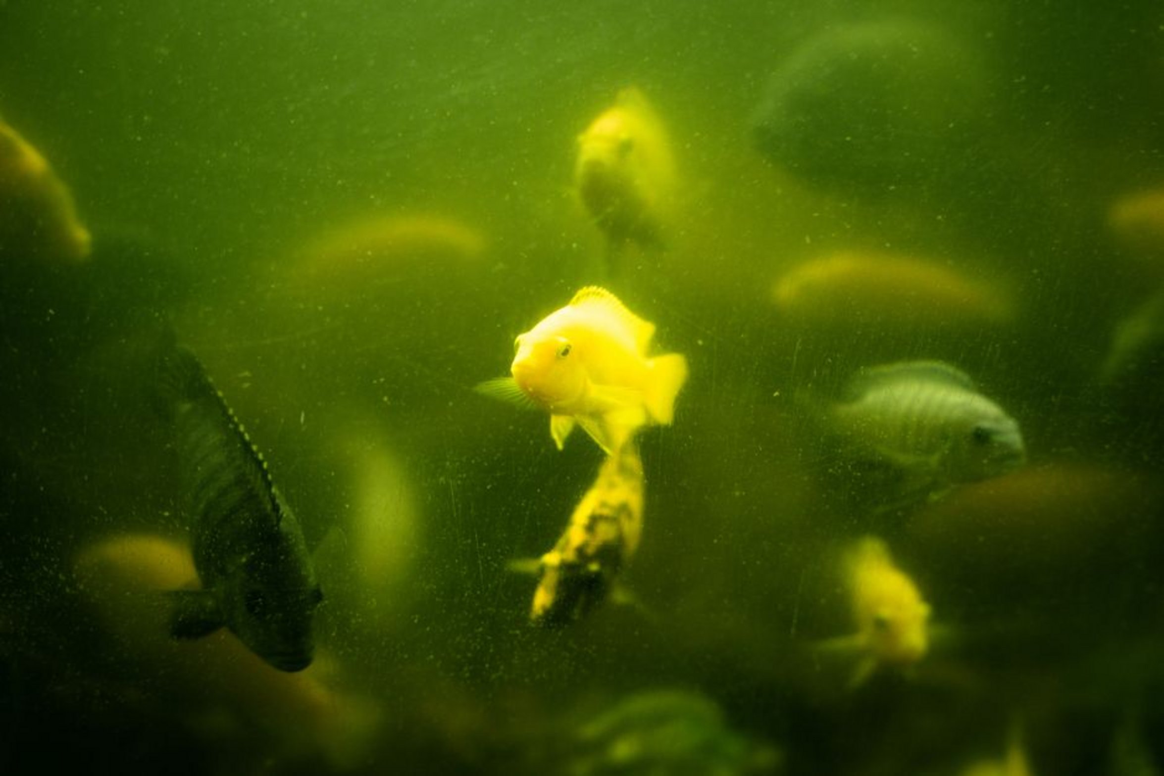 green cloudy aquarium water green cloudy aquarium water